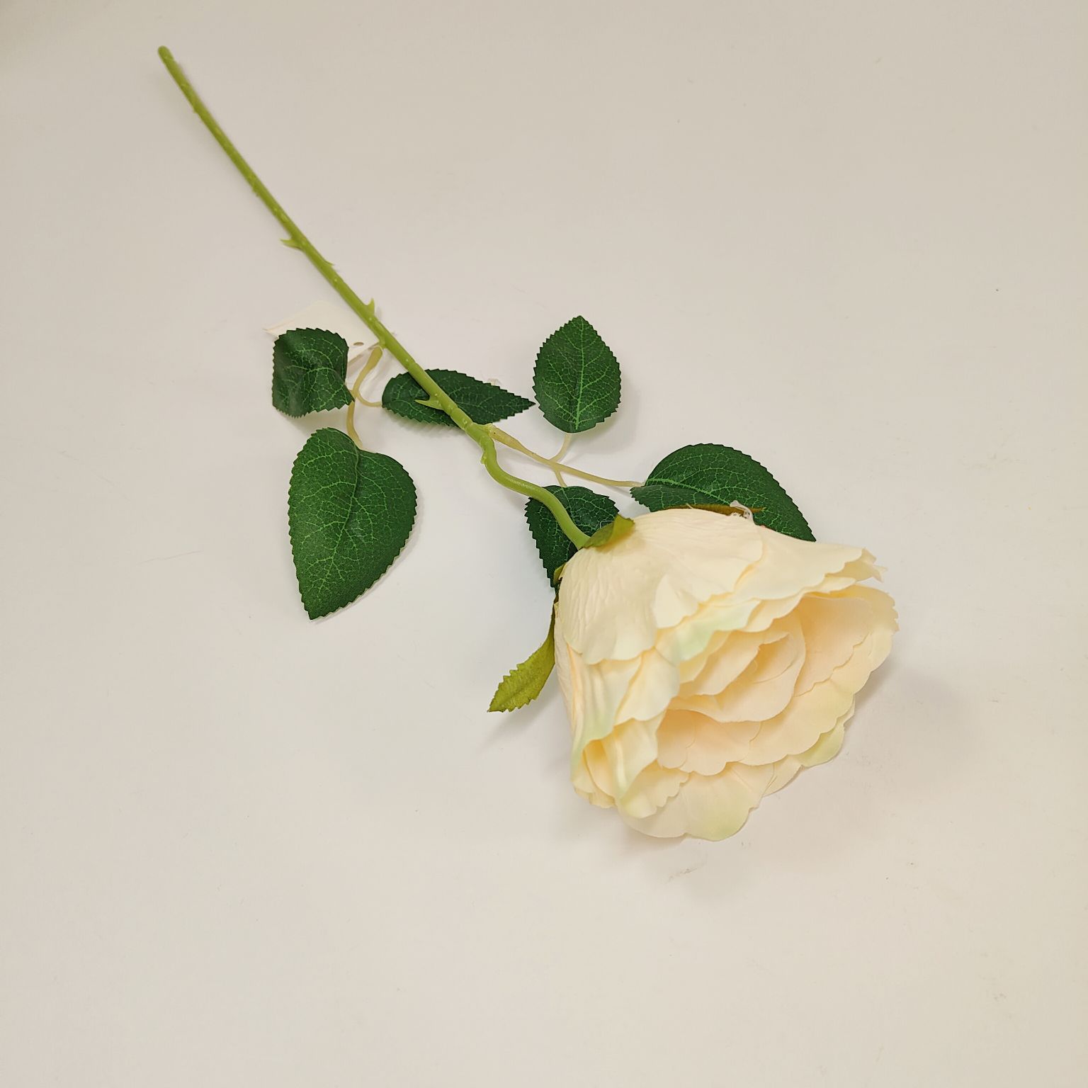 Róża pojedyncza słoneczna