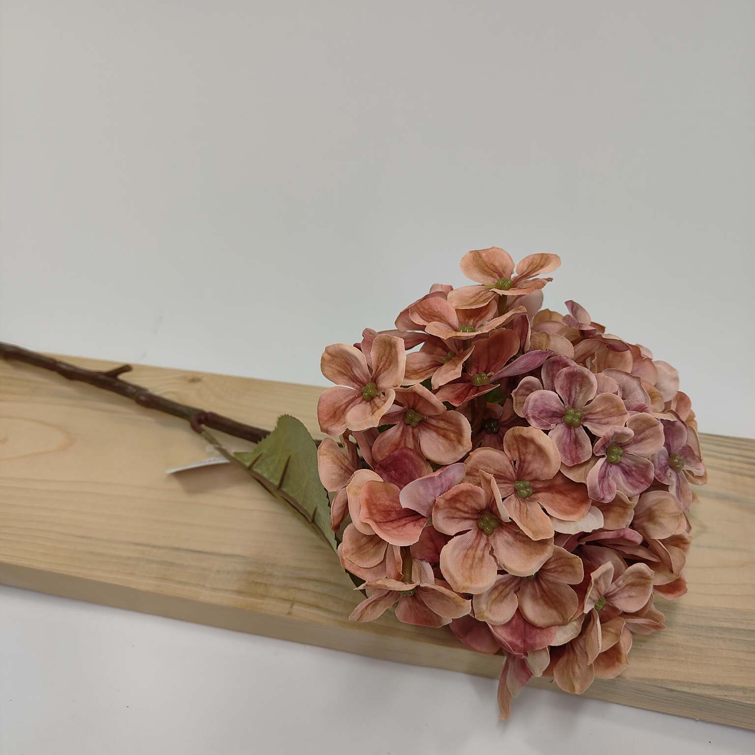 Hortensja pojedyncza różowo łososiowa