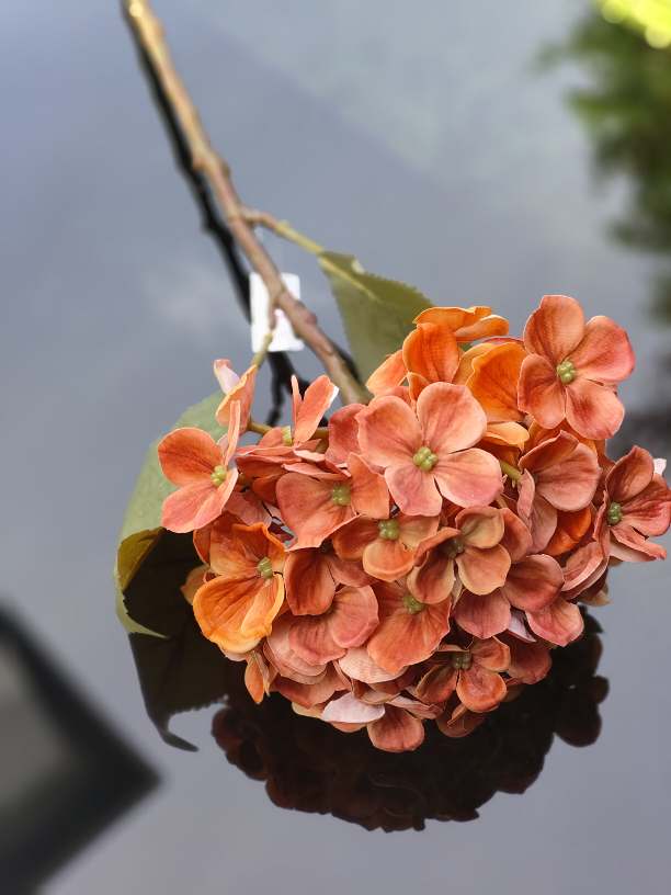 Hortensja pojedyncza pomarańczowa