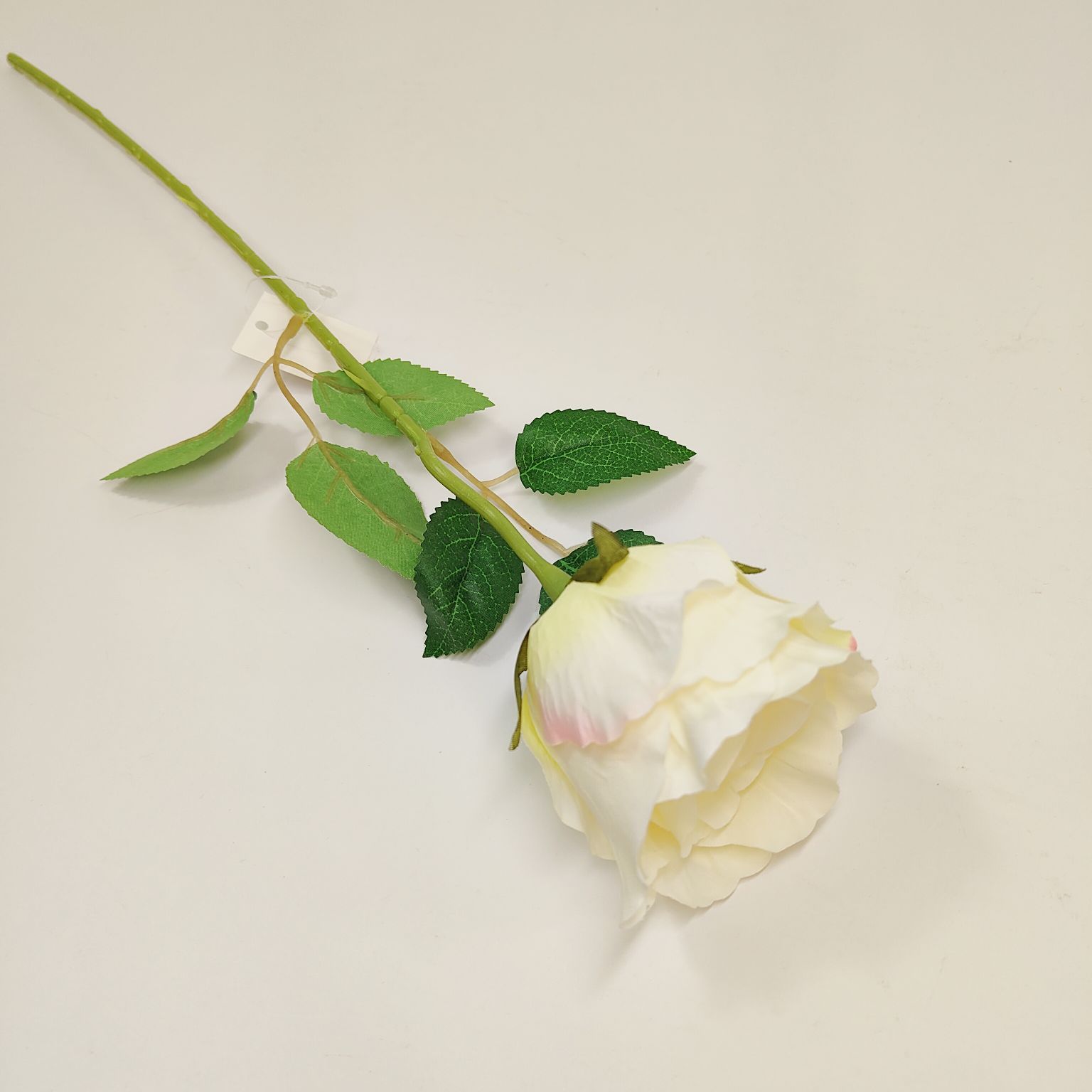 Róża pojedyncza kremowa