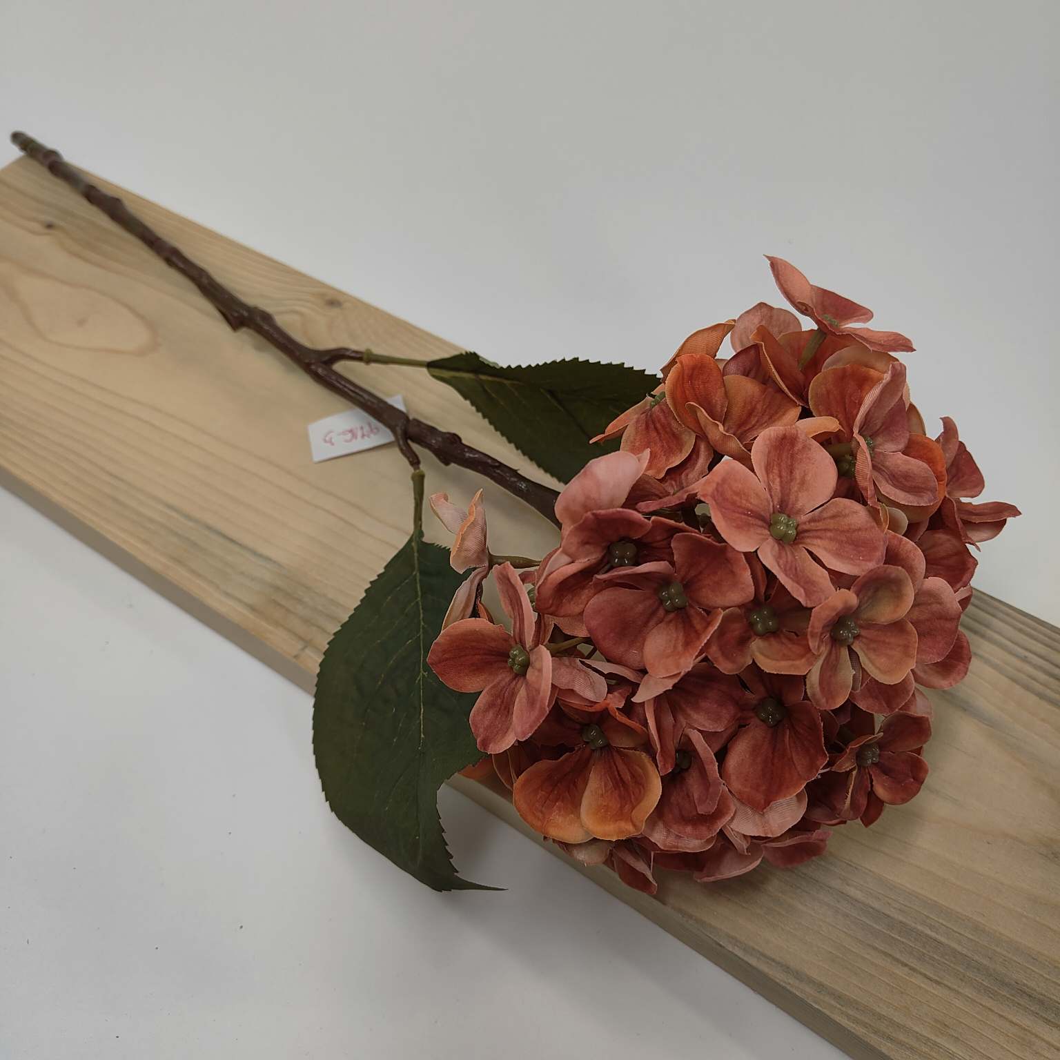 Hortensja pojedyncza pomarańczowa