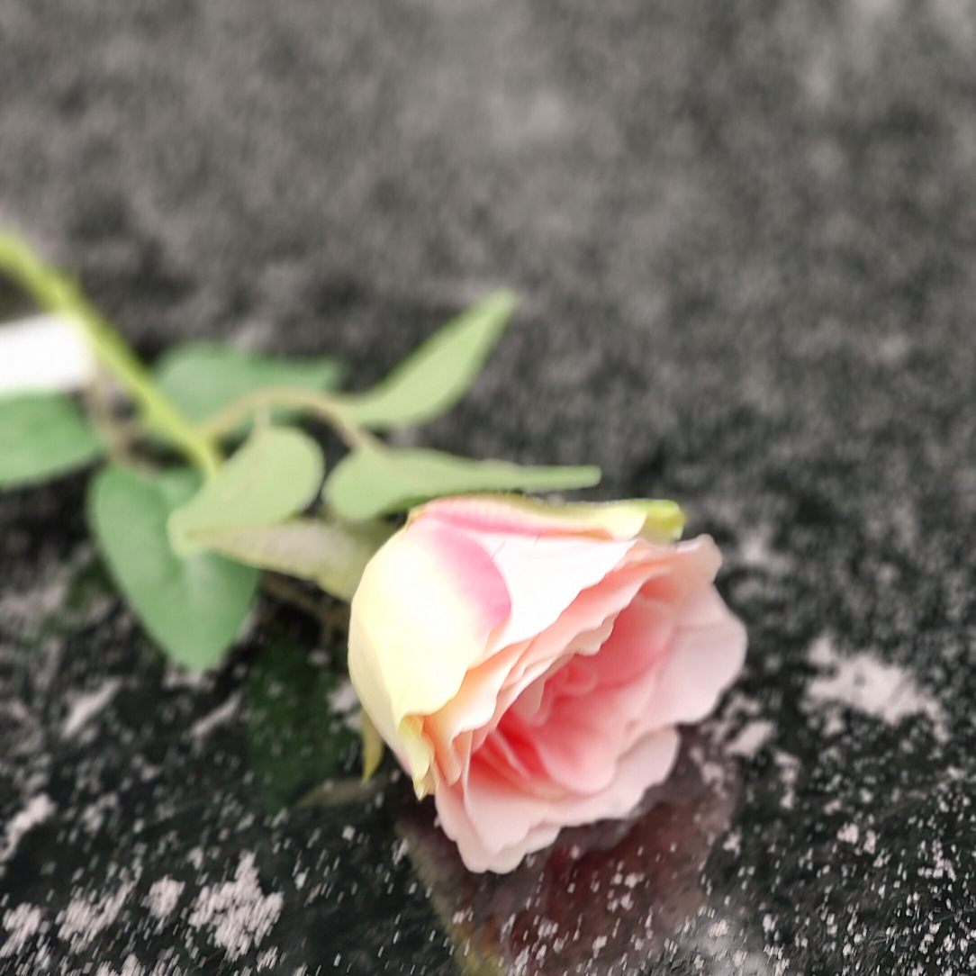 Róża pojedyncza jasny róż cieniowana