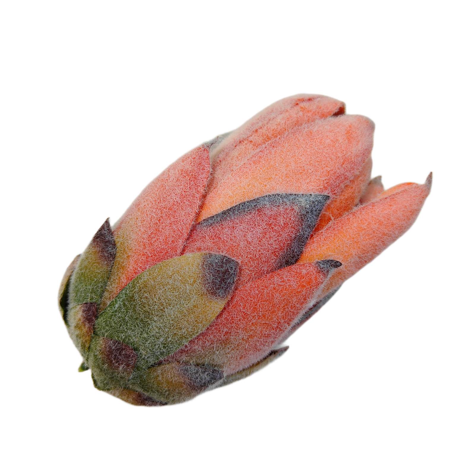 Karczoch wyrobowy pomarańczowy 6 szt