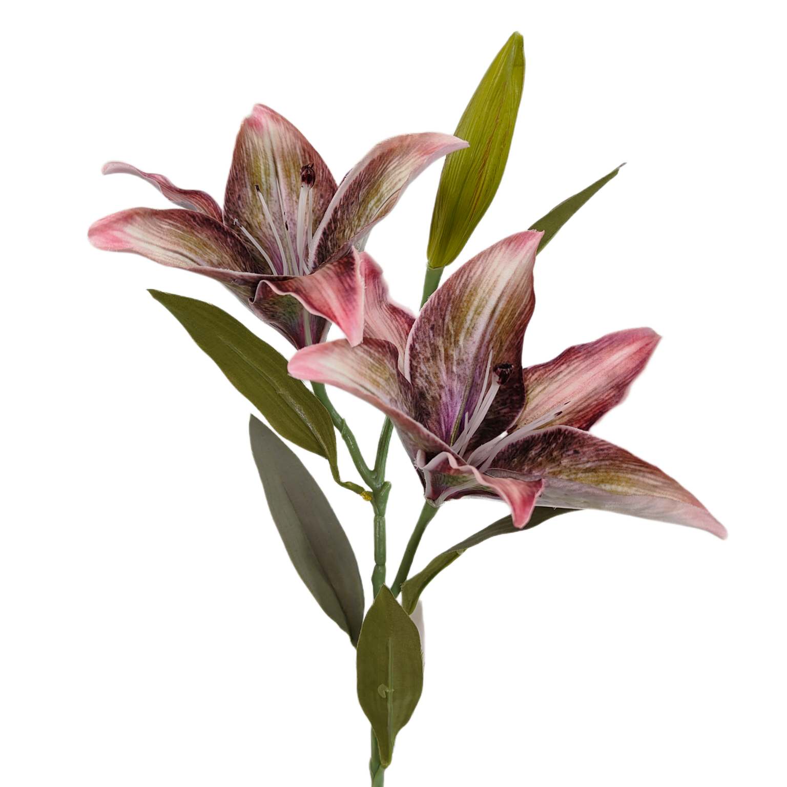 Lilia pojedyncza x2 różowo zielona