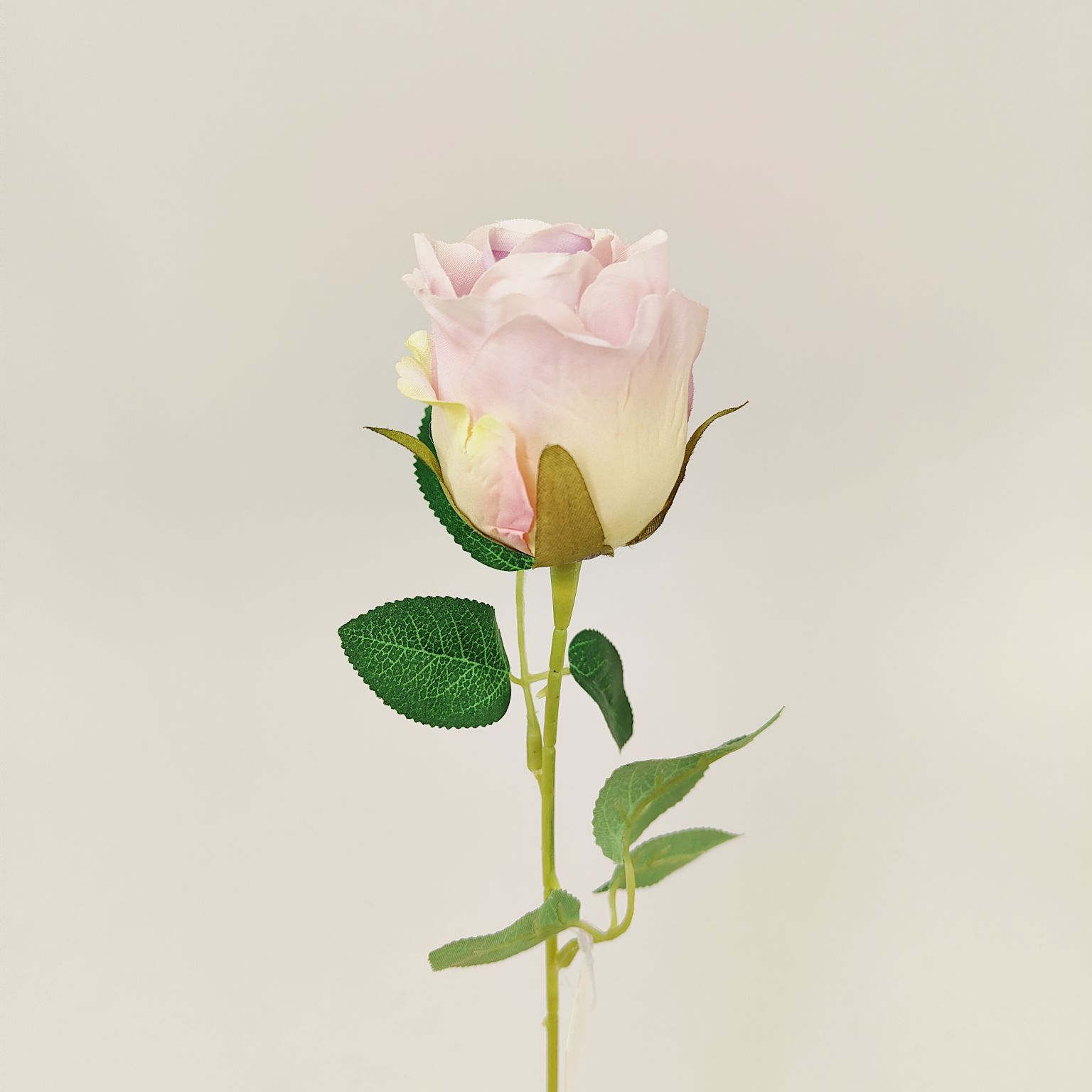 Róża pojedyncza jasno fioletowa