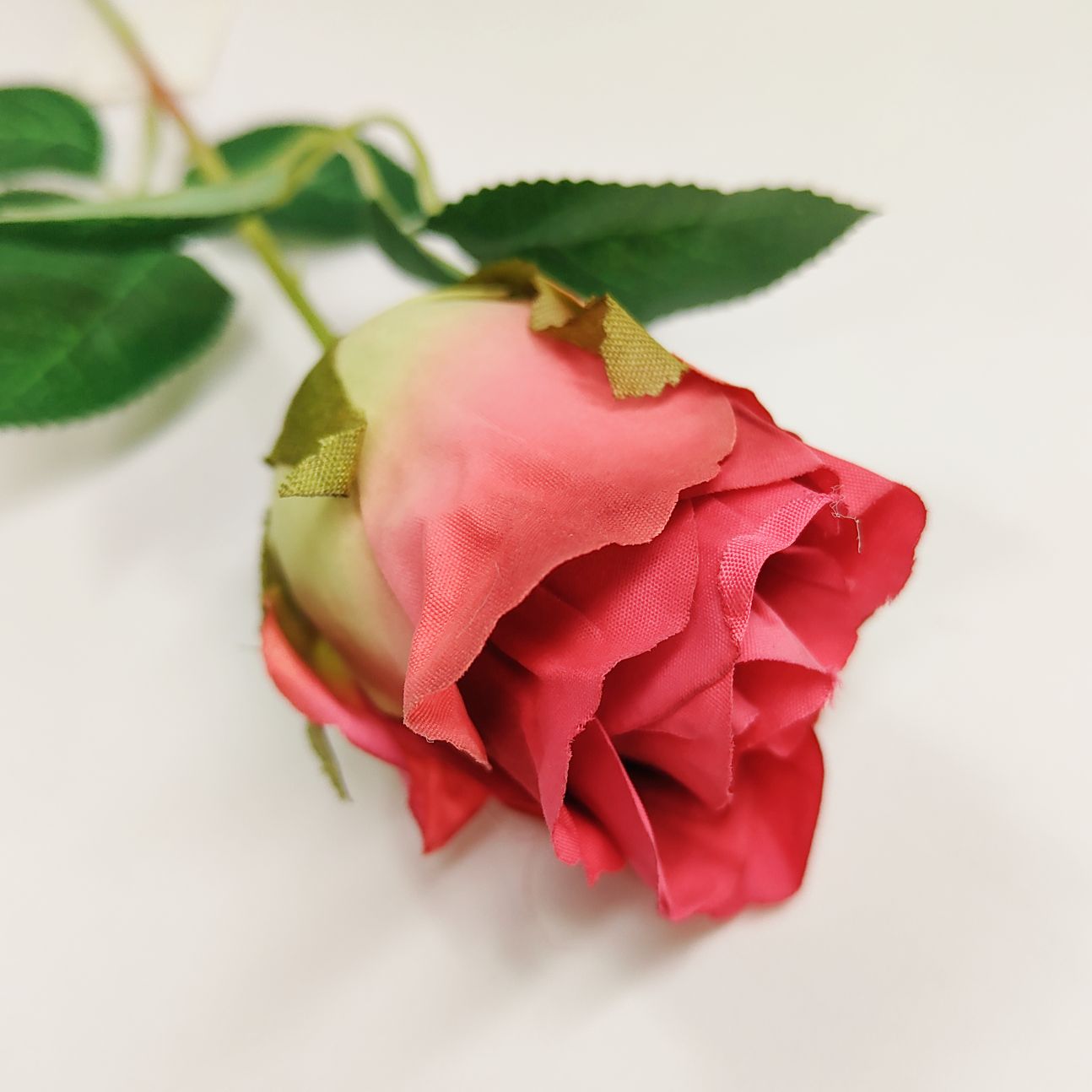 Róża pojedyncza czerwona cieniowana