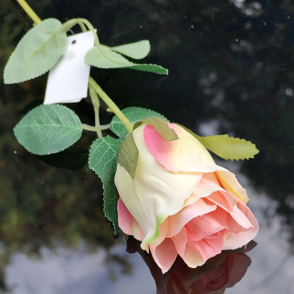 Róża pojedyncza jasny róż cieniowana