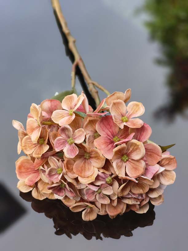 Hortensja pojedyncza różowo łososiowa