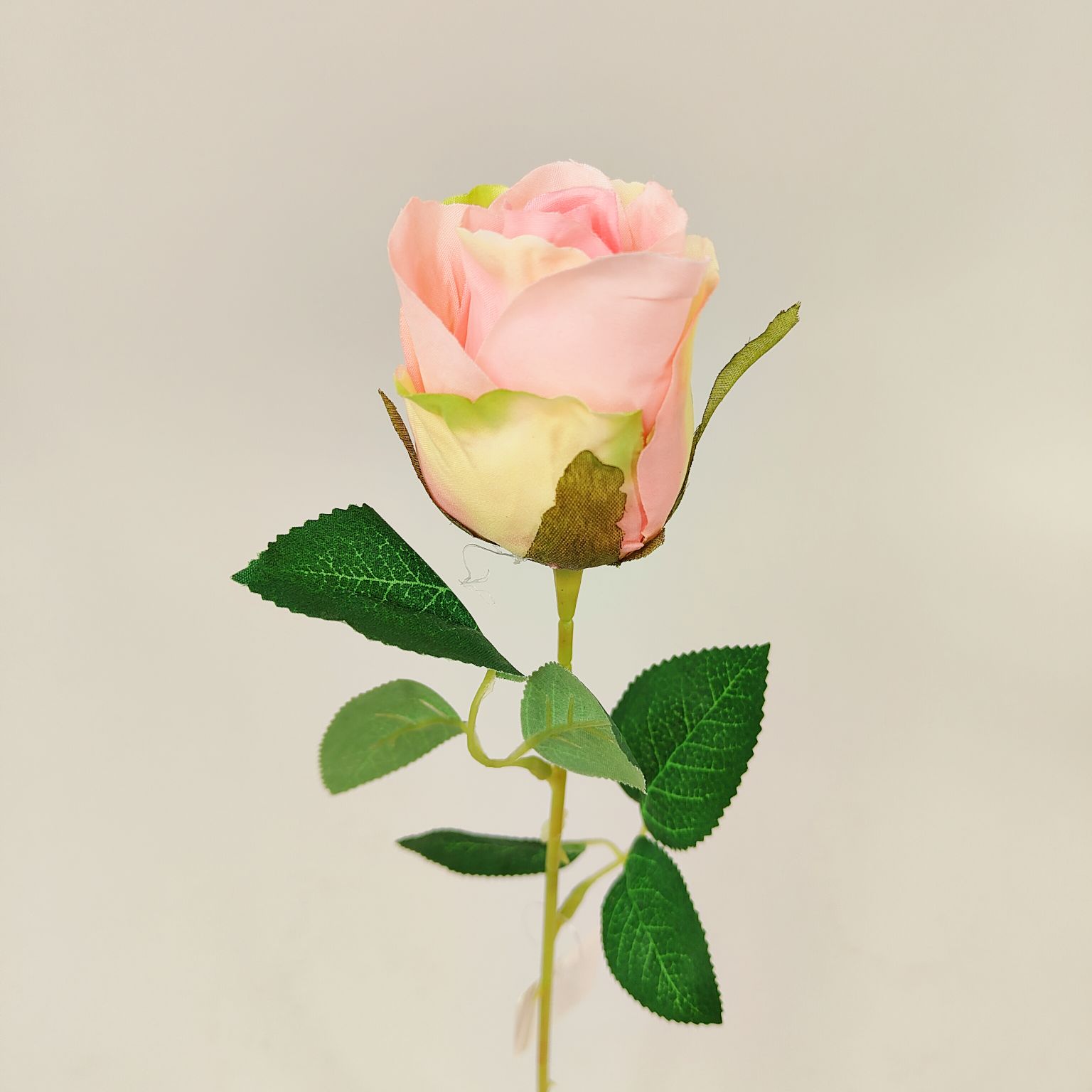 Róża pojedyncza jasny róż cieniowana