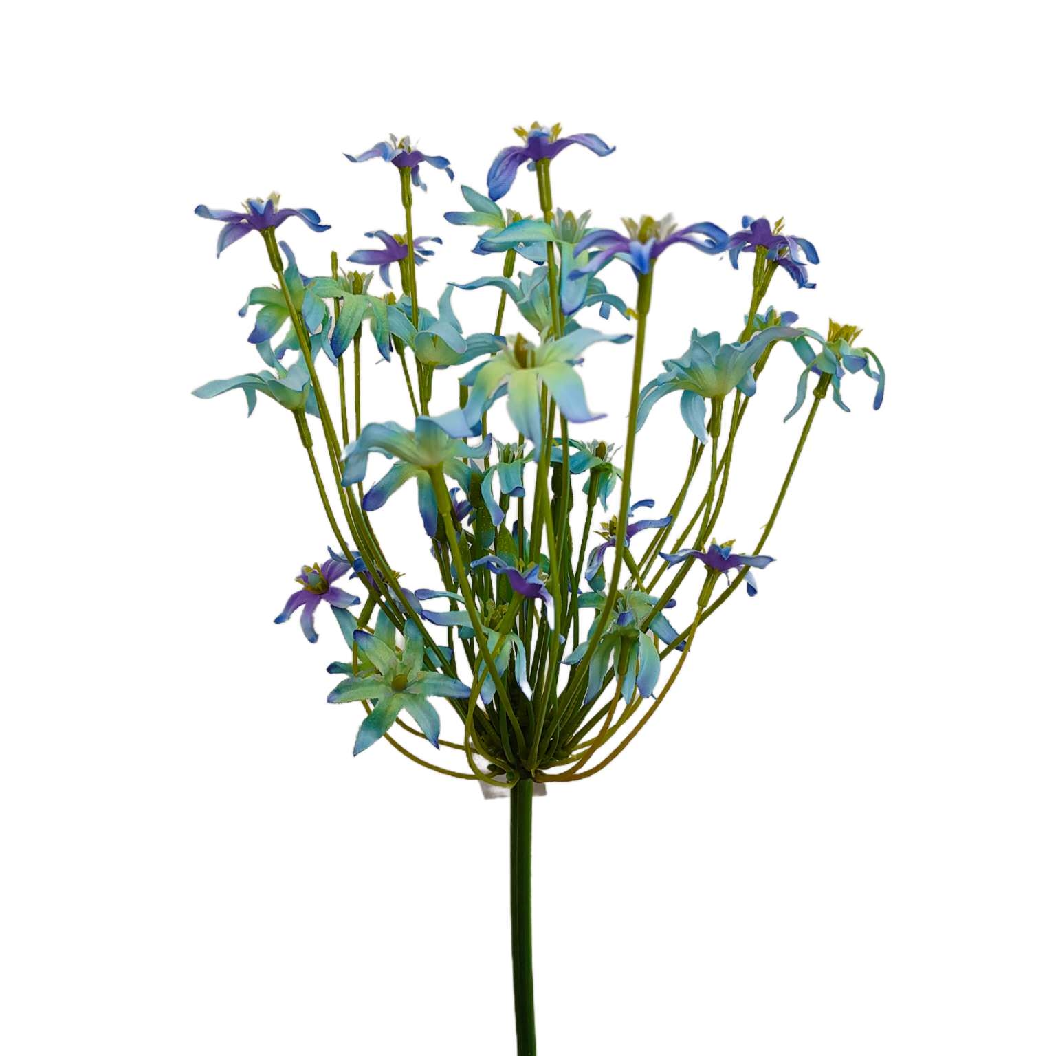 Agapantus pojedynczy niebiesko fioletowy