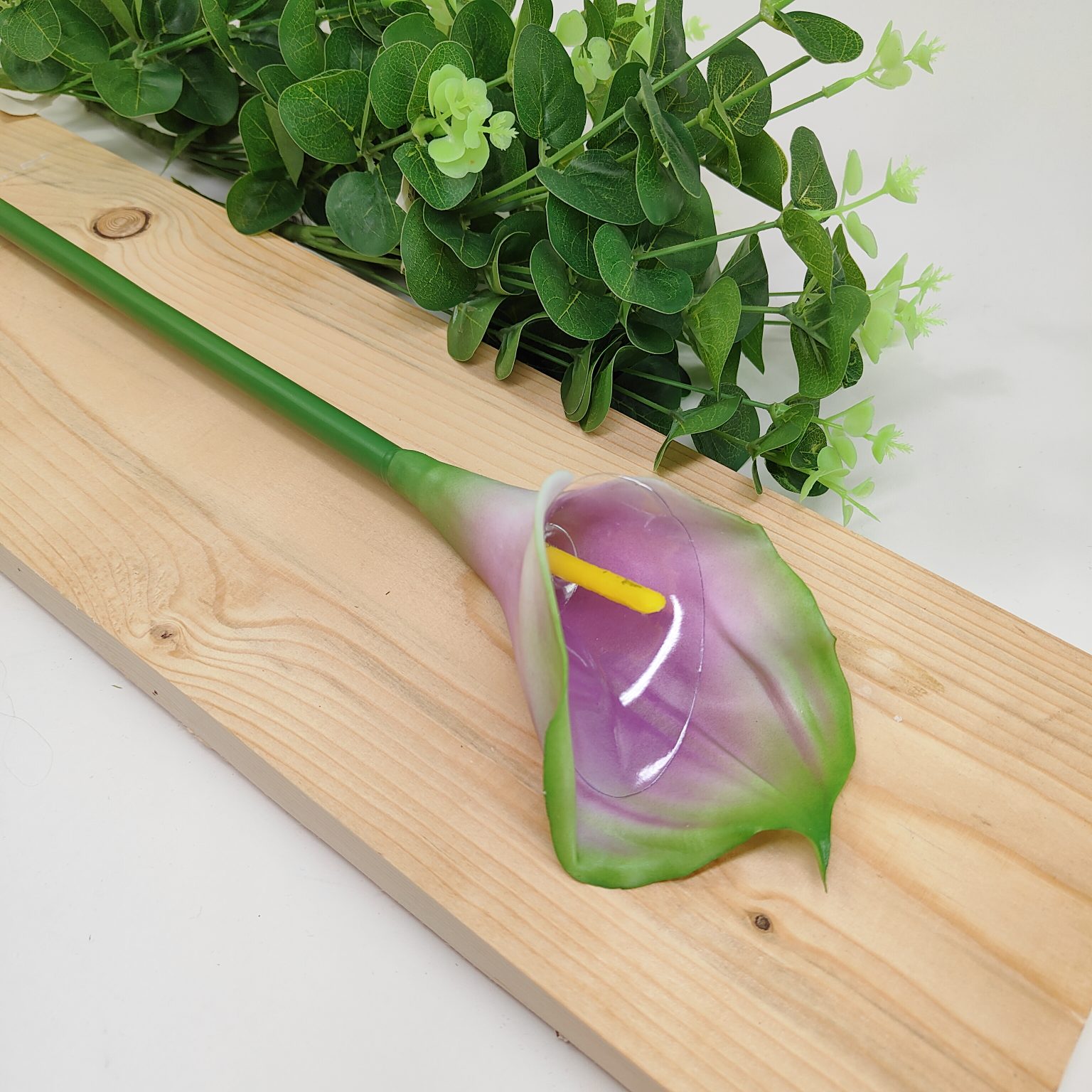 Calla pojedyncza gumowana fioletowo zielona