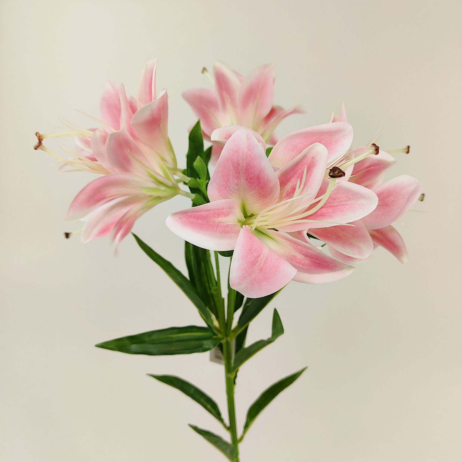 Lilia pojedyncza ciemny róż