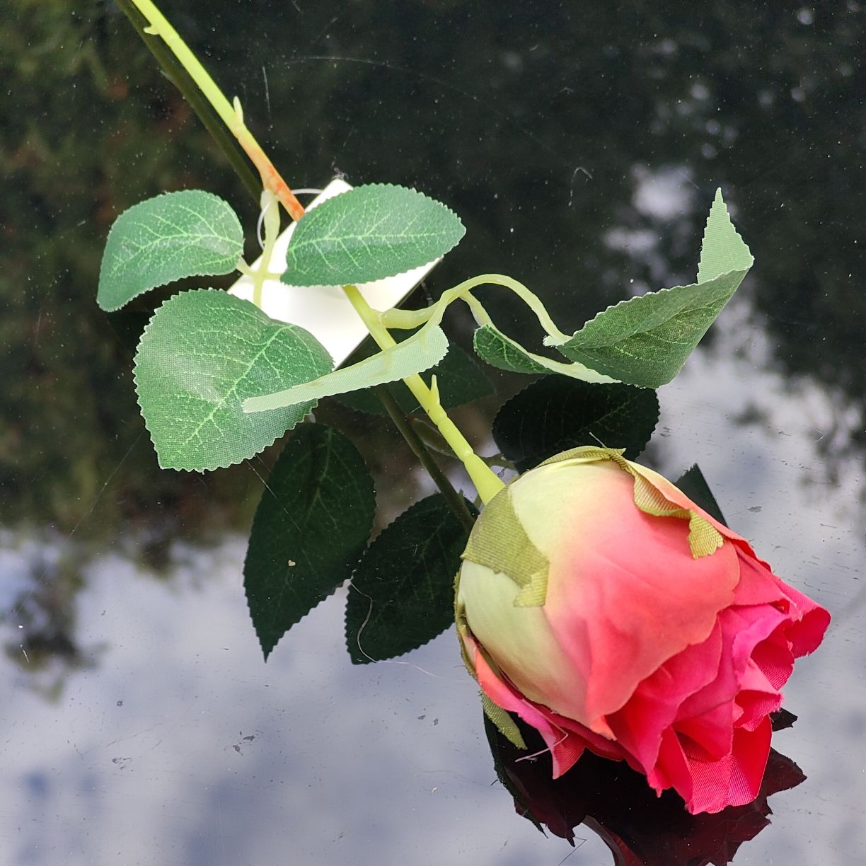 Róża pojedyncza czerwona cieniowana