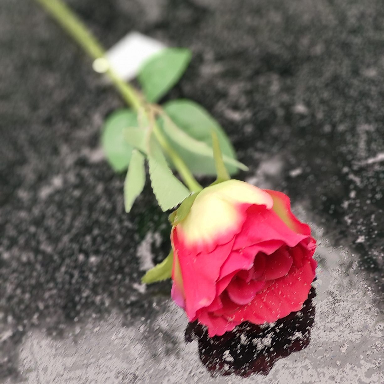 Róża pojedyncza czerwona cieniowana