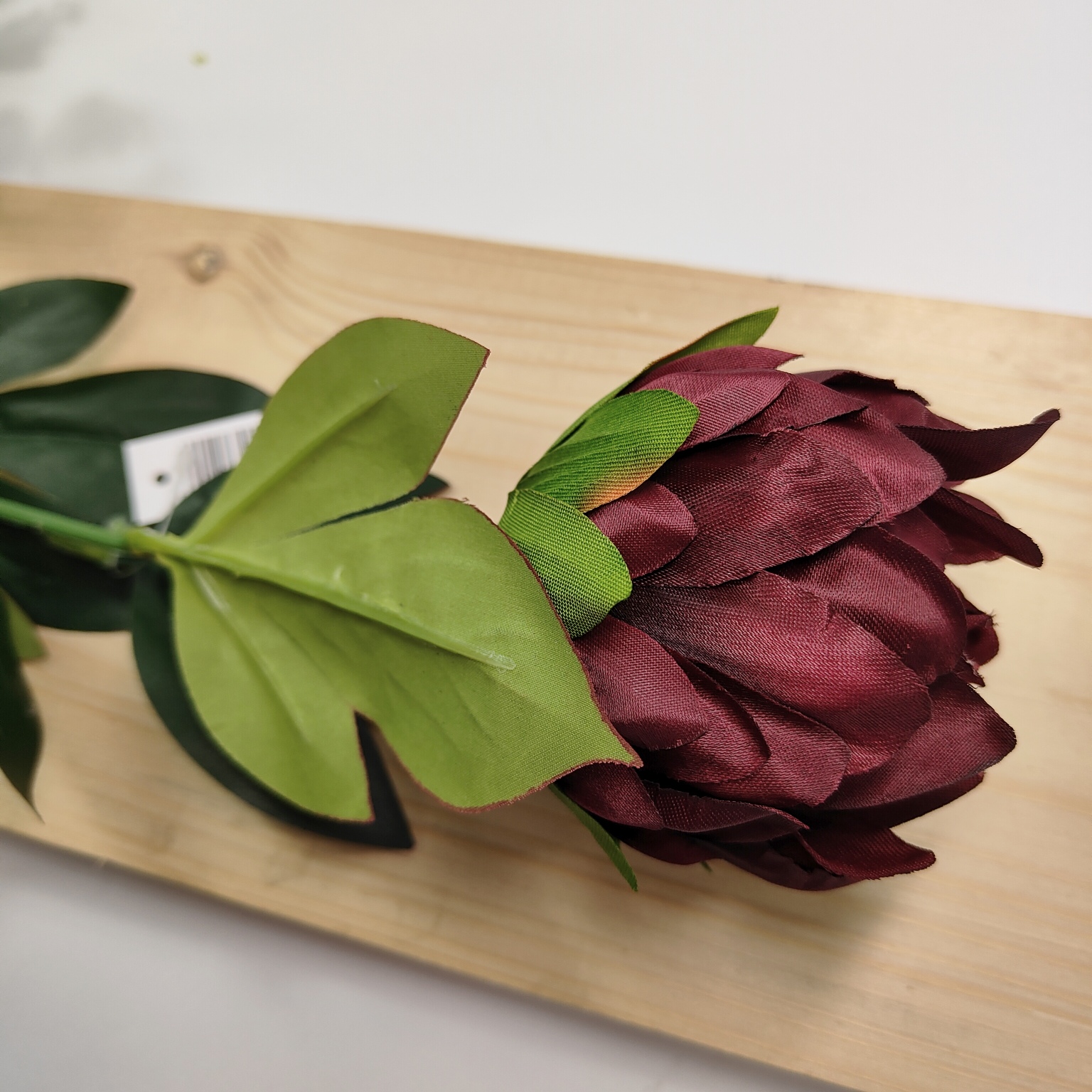 Protea pojedyncza wiśniowa