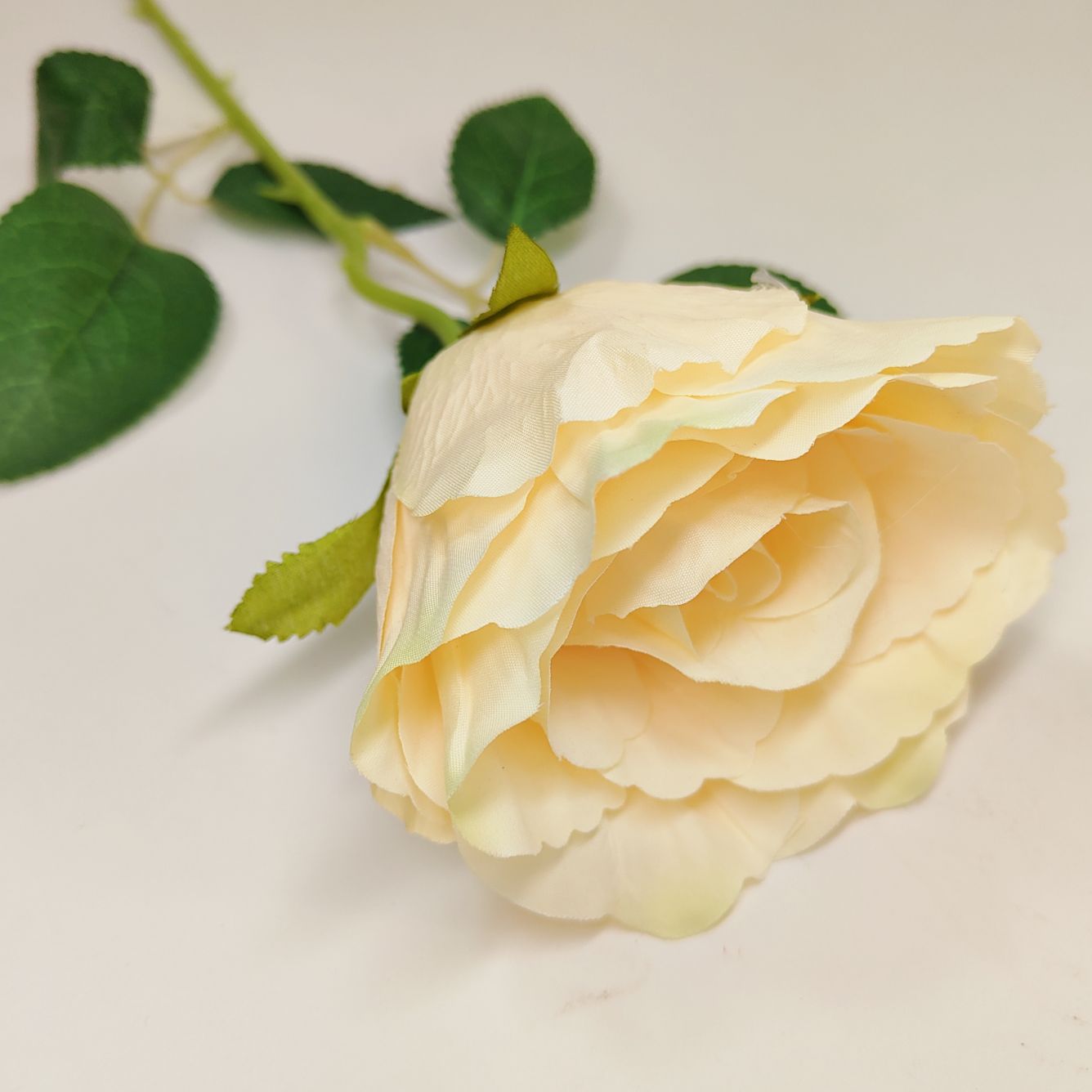 Róża pojedyncza słoneczna