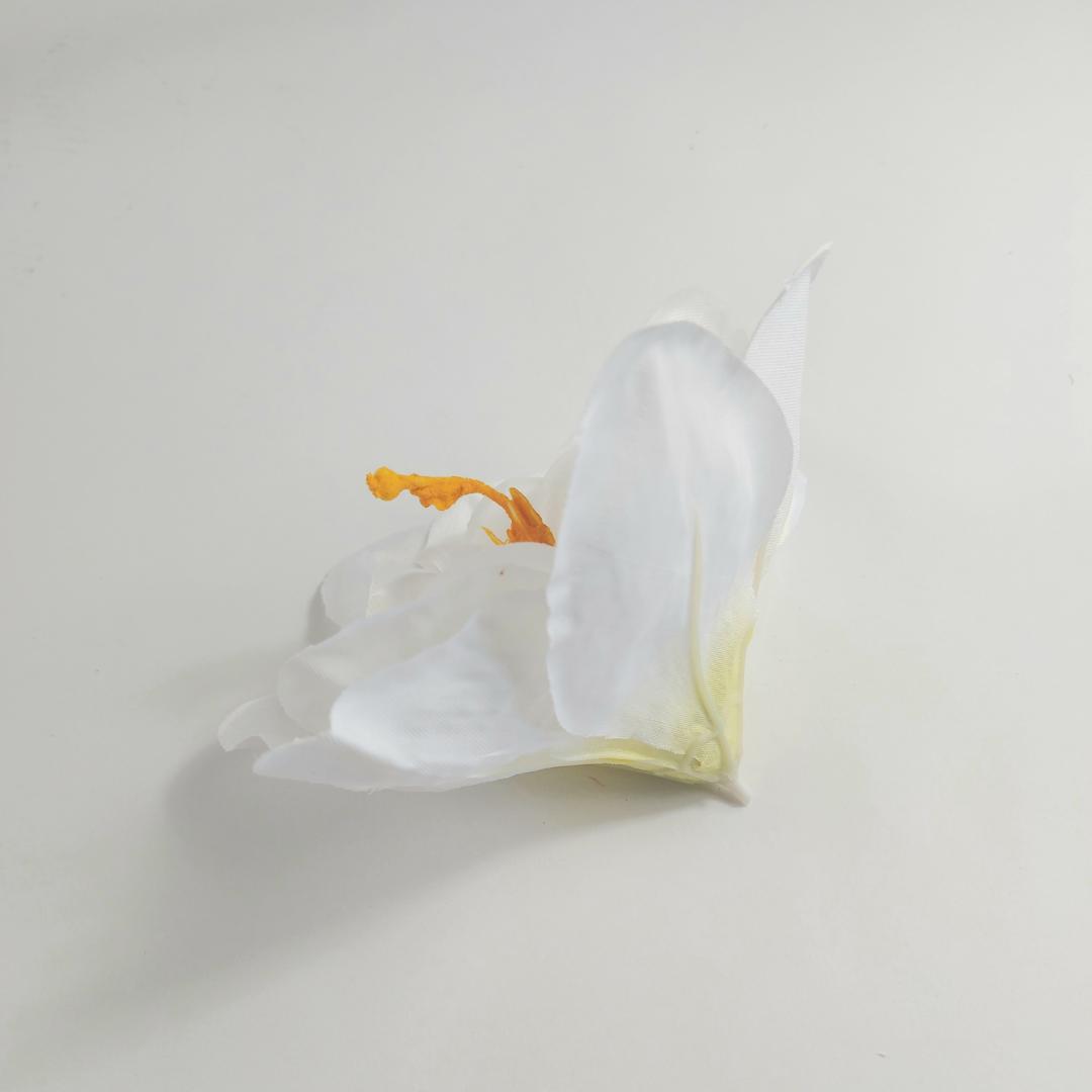 Amarylis wyrobowy 12 szt