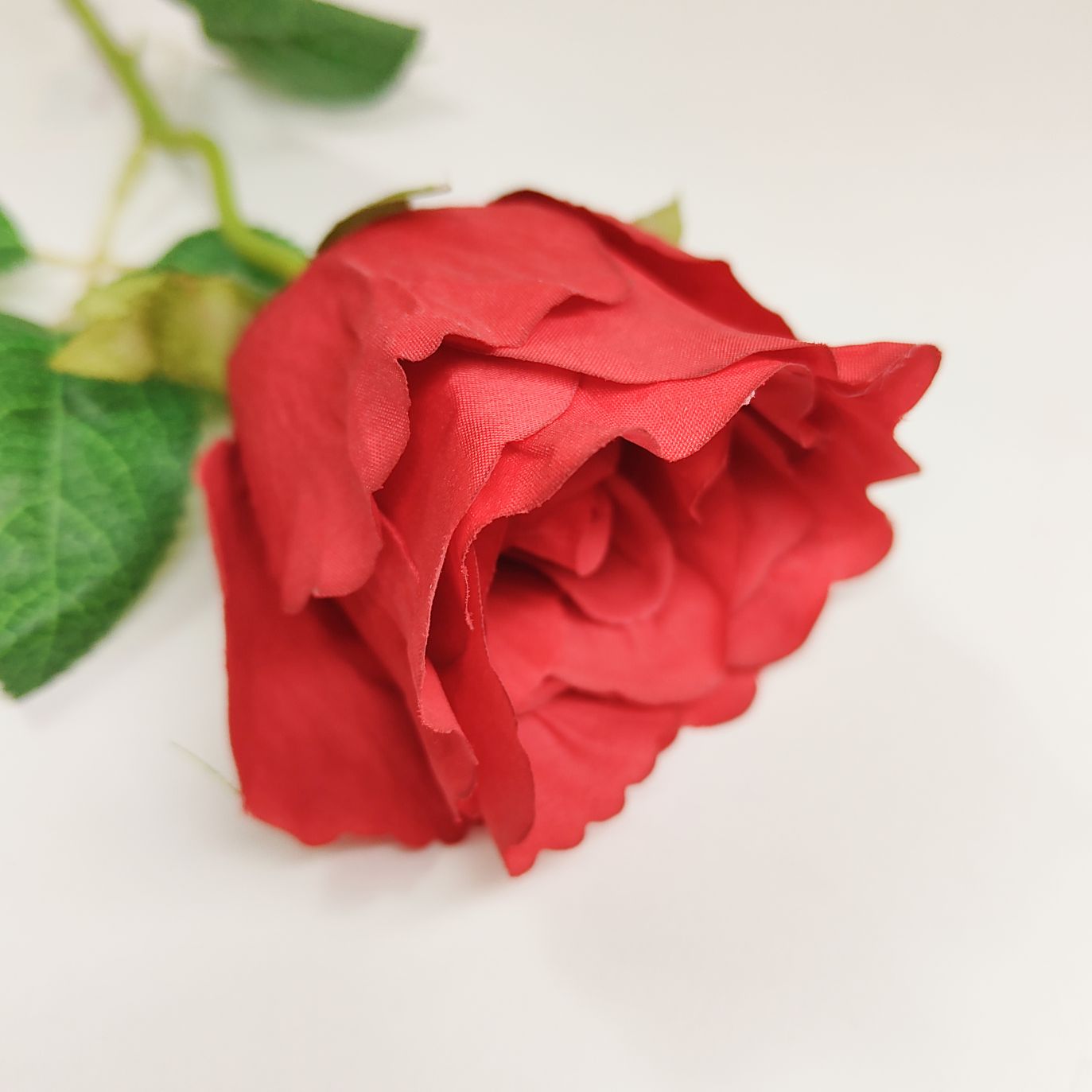 Róża pojedyncza czerwona