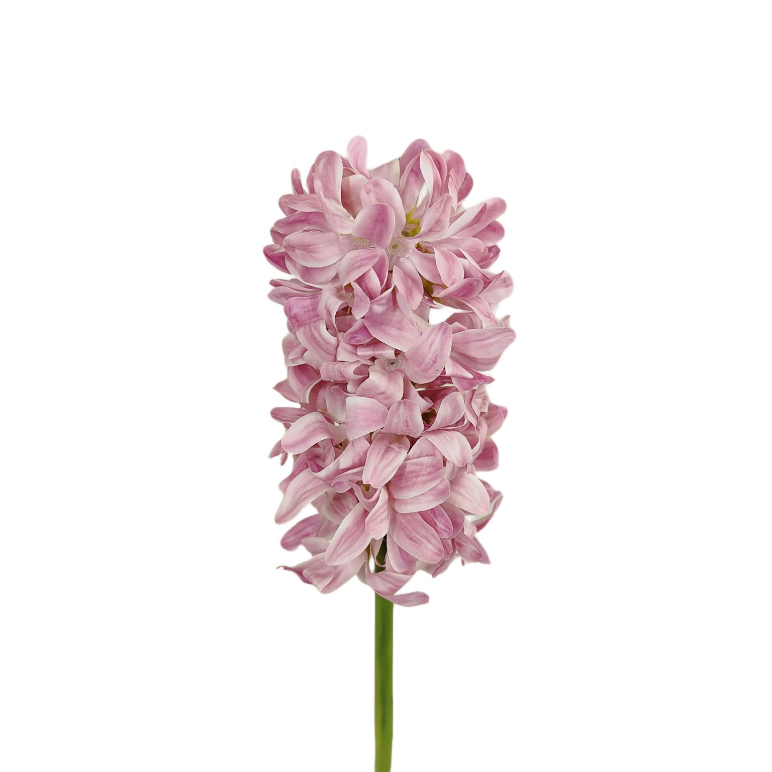 Hiacynt pojedynczy różowy