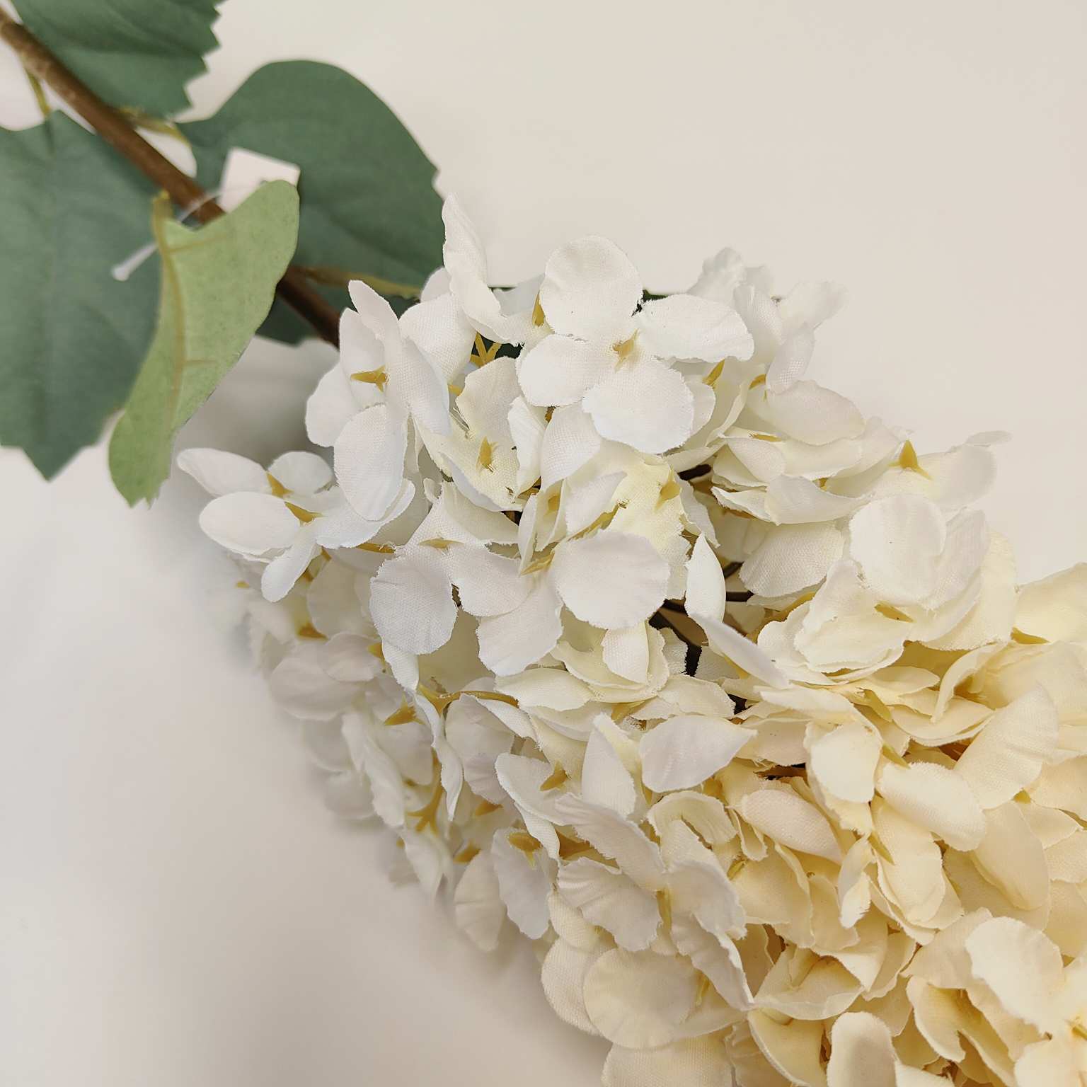 Ostróżka pojedyncza kremowo żółta