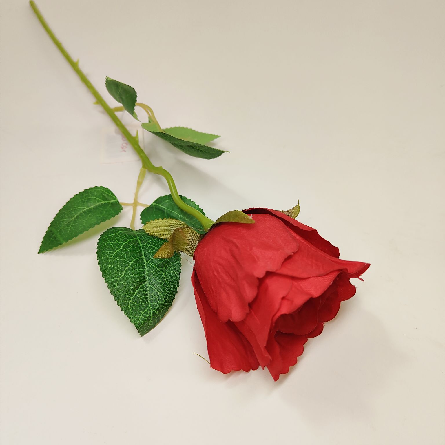 Róża pojedyncza czerwona