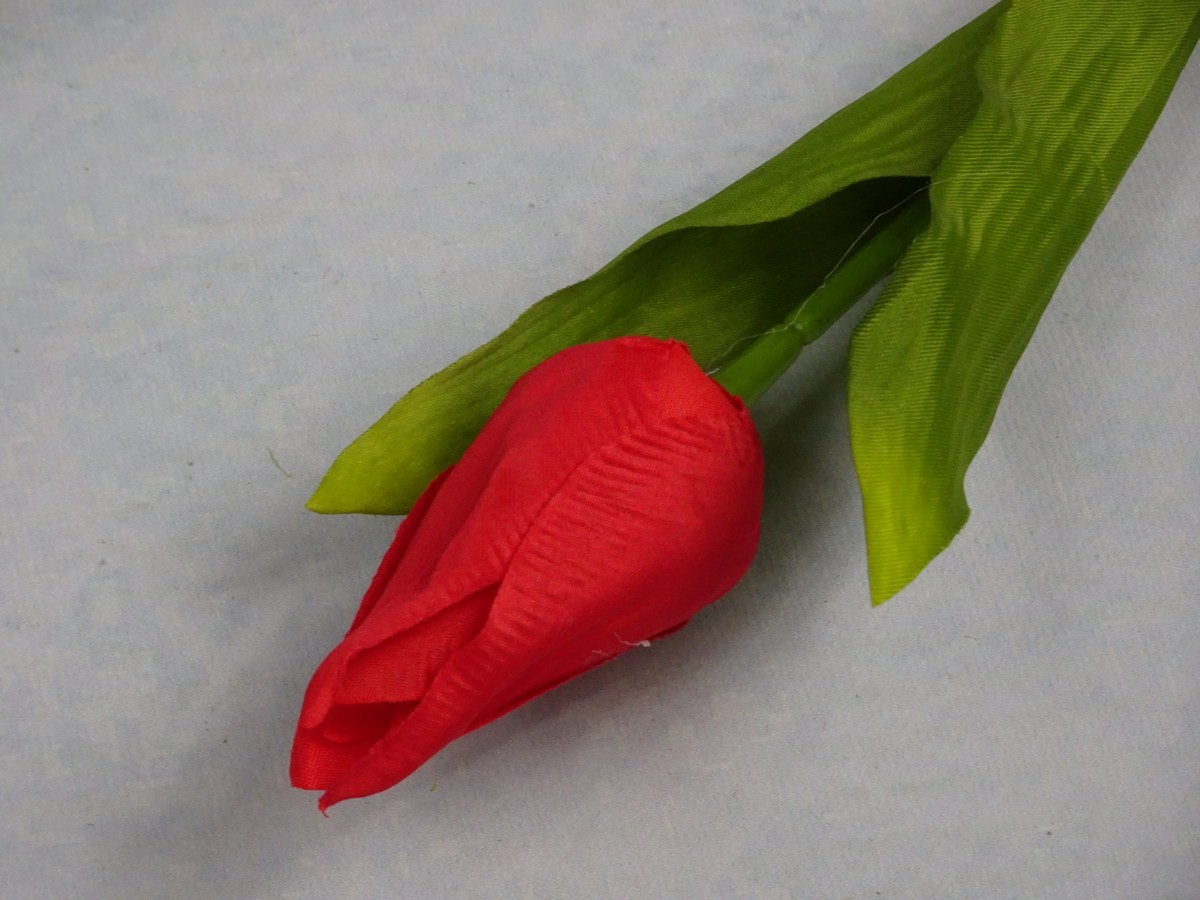 Tulipan pojedynczy czerwony