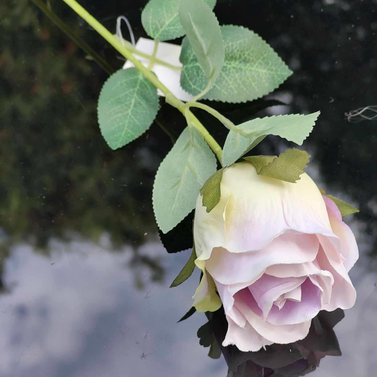 Róża pojedyncza jasno fioletowa