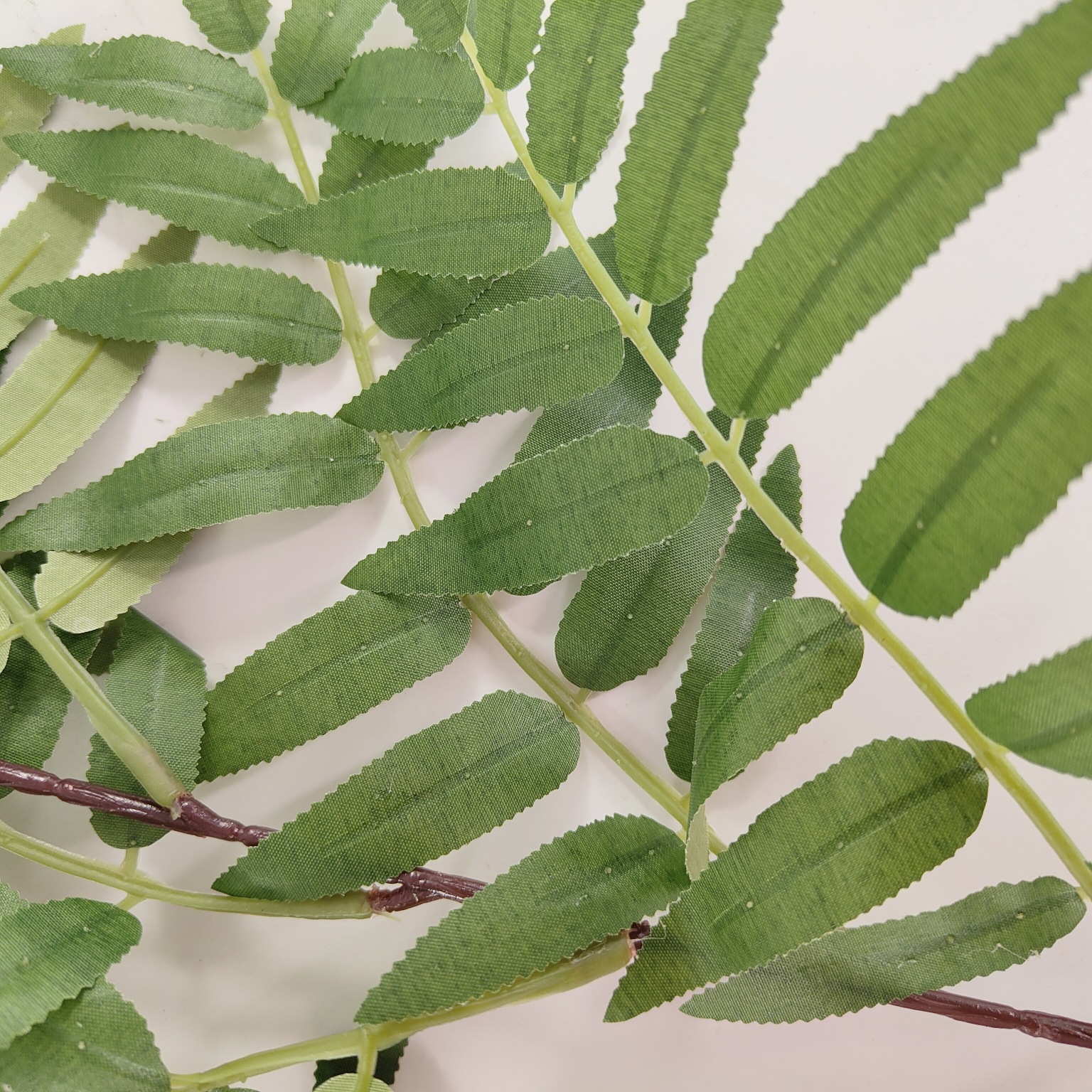 Gałązka sumak zielony