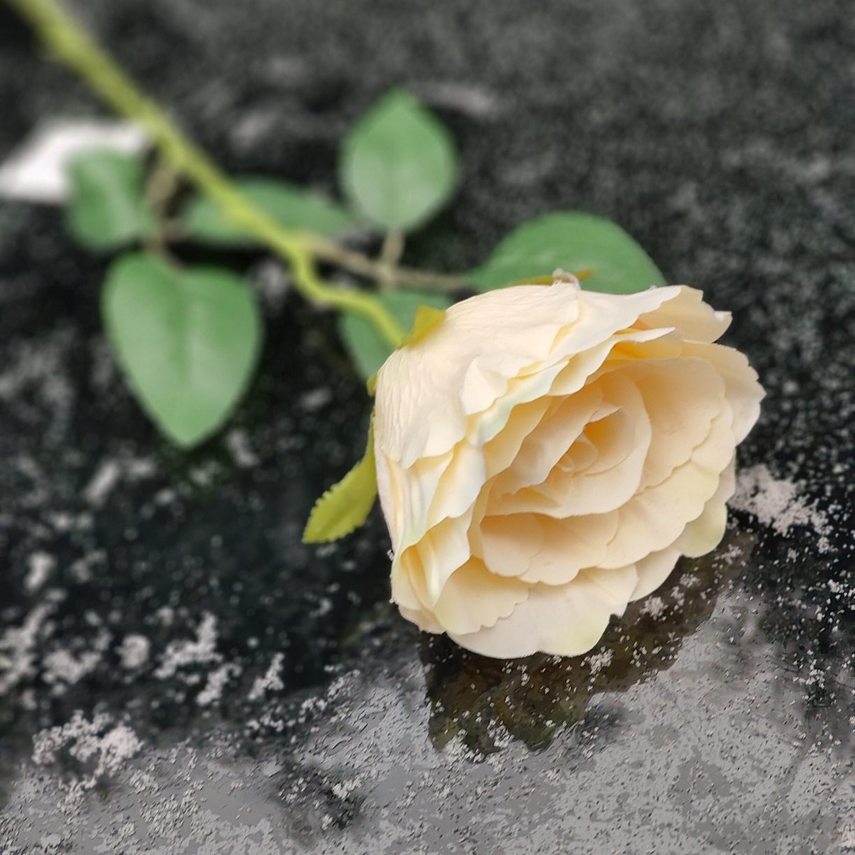 Róża pojedyncza słoneczna