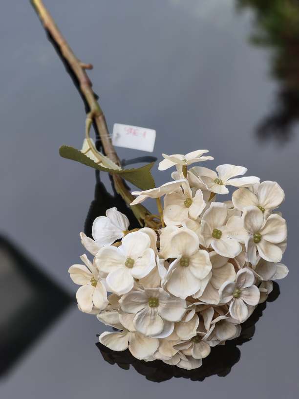 Hortensja pojedyncza ciemny krem