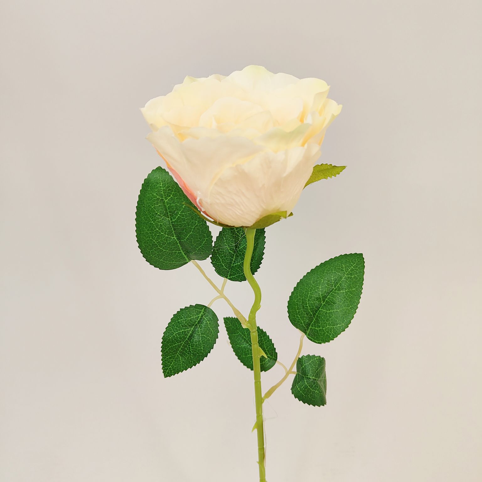 Róża pojedyncza słoneczna