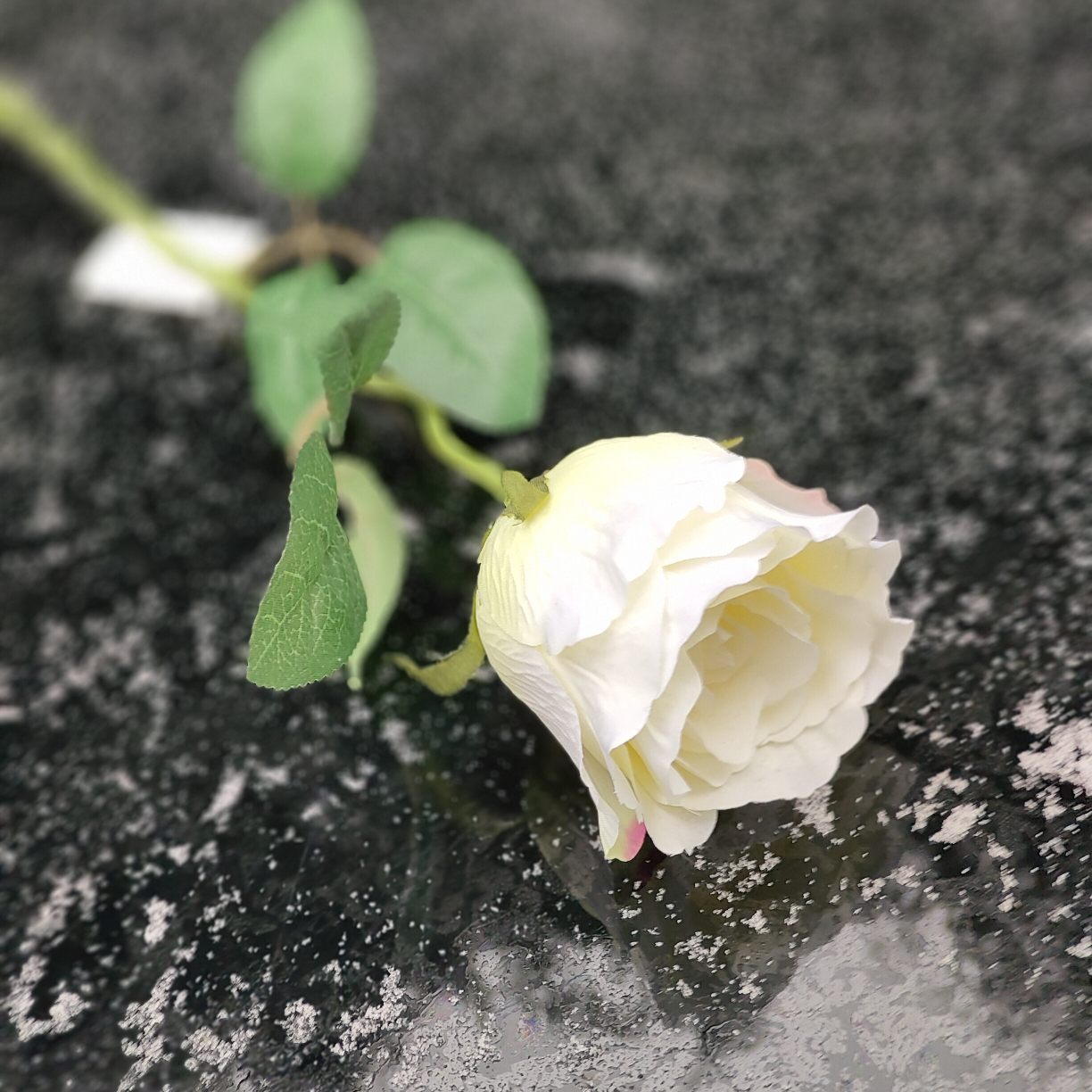 Róża pojedyncza kremowa