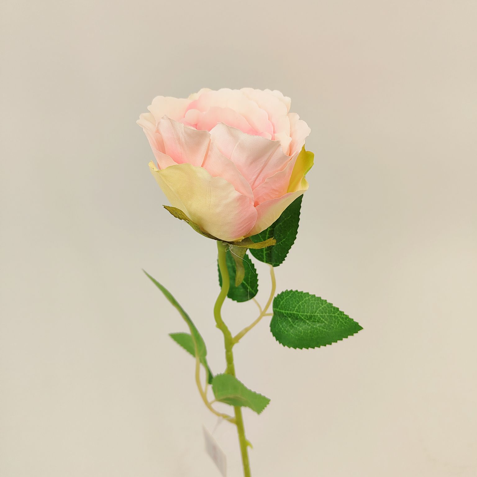 Róża pojedyncza jasny róż cieniowana