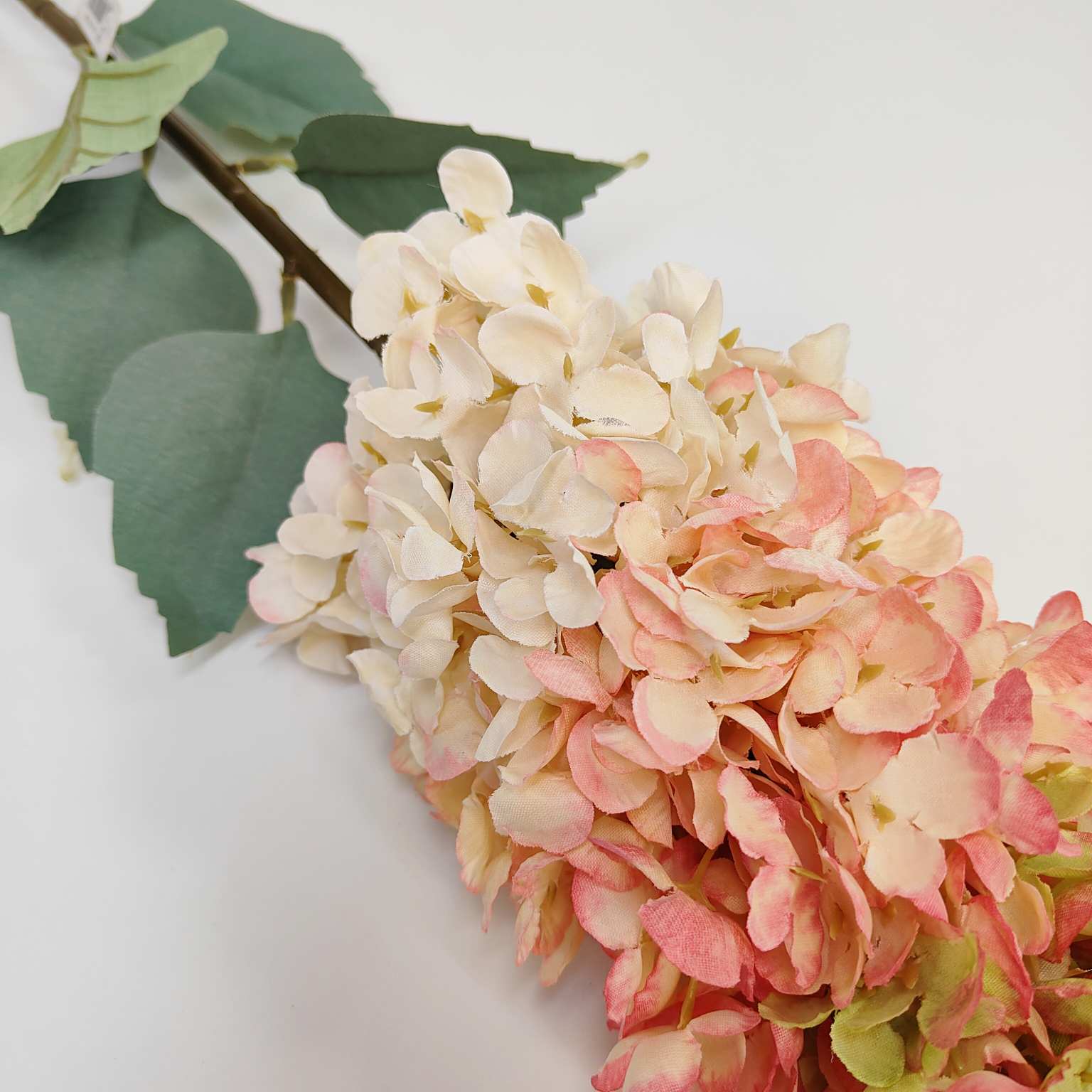 Ostróżka pojedyncza kremowo różowa