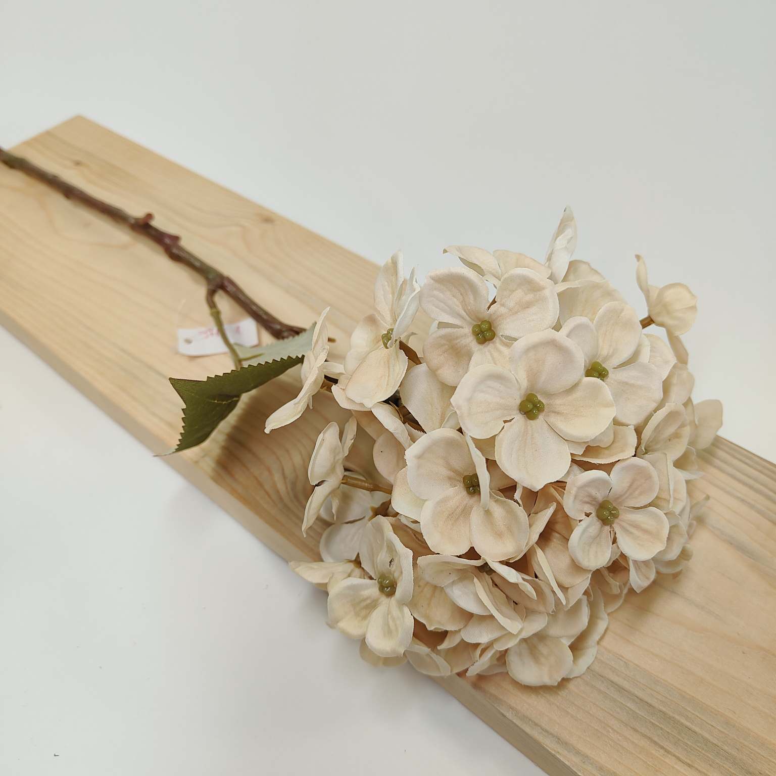 Hortensja pojedyncza ciemny krem