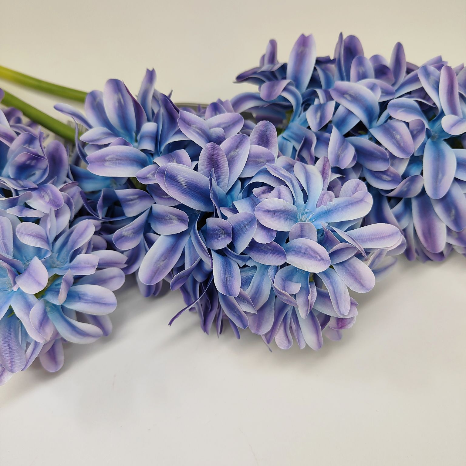 Hiacynt pojedynczy fioletowo niebieski