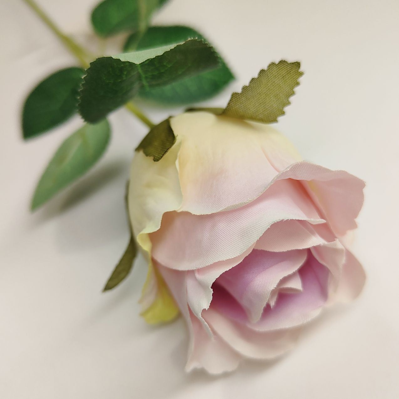 Róża pojedyncza jasno fioletowa