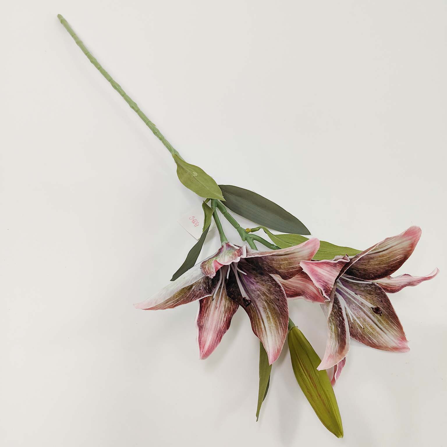 Lilia pojedyncza x2 różowo zielona