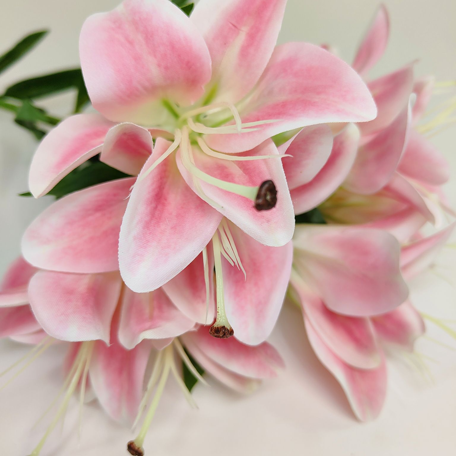 Lilia pojedyncza ciemny róż