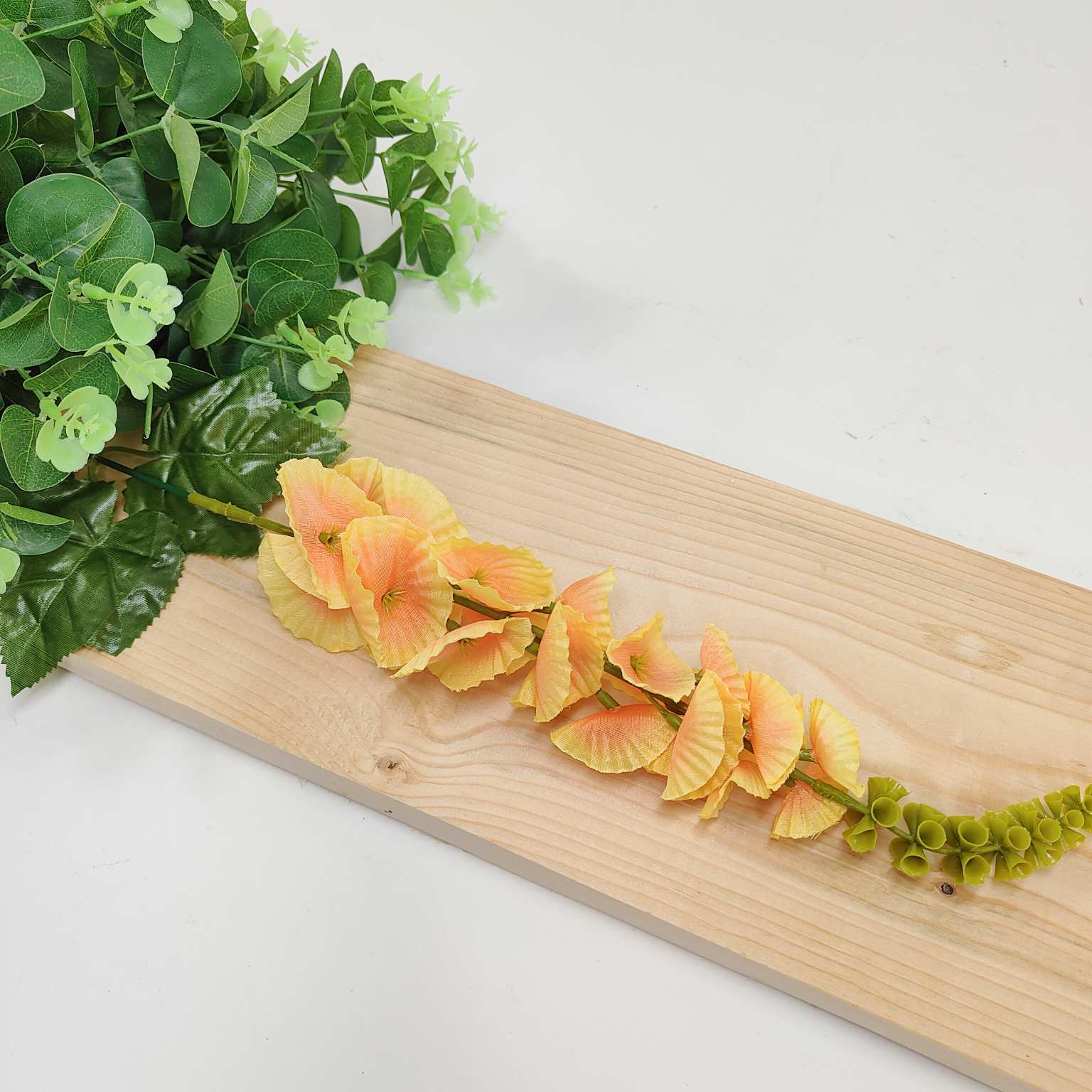 Molucella pojedyncza żółta