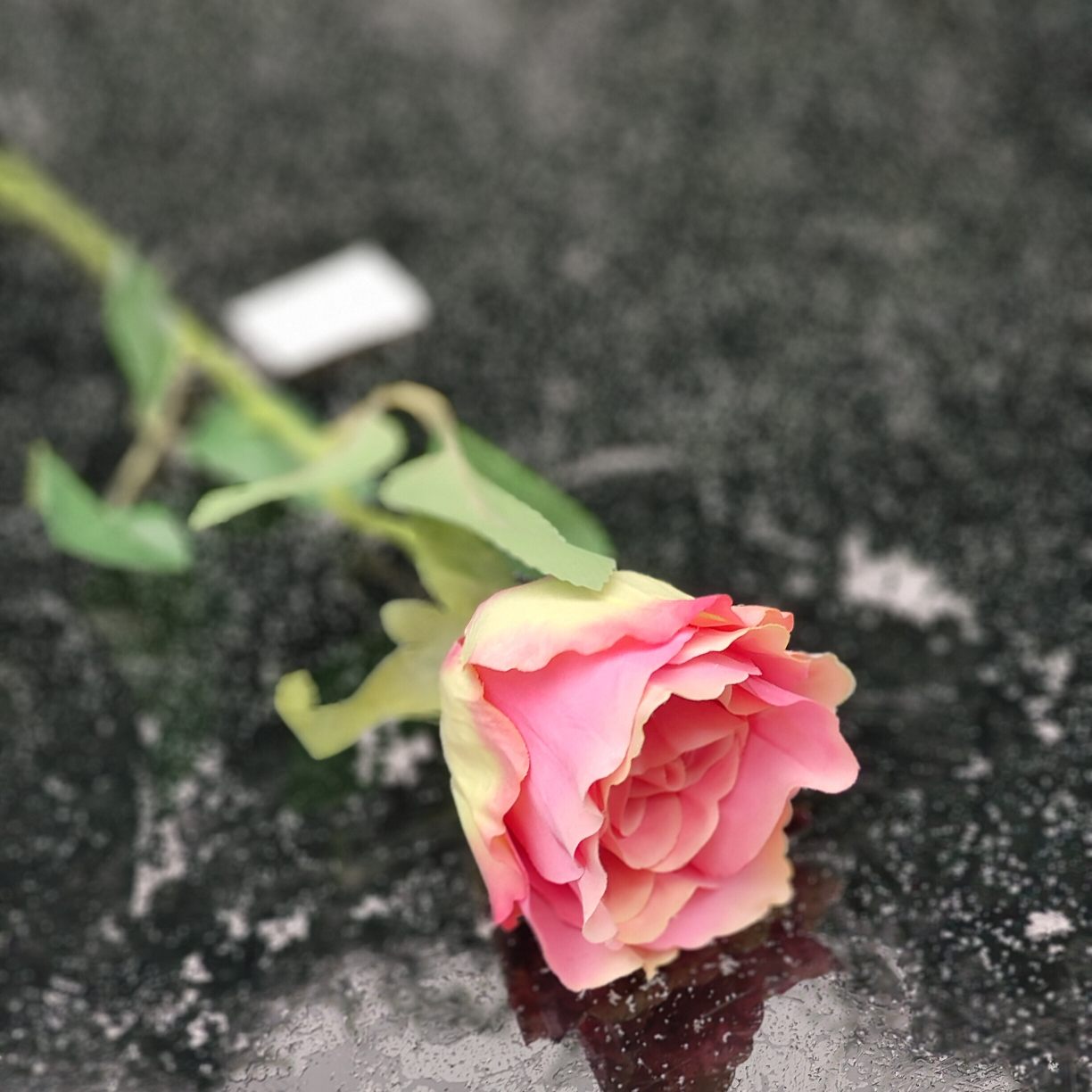 Róża pojedyncza różowa