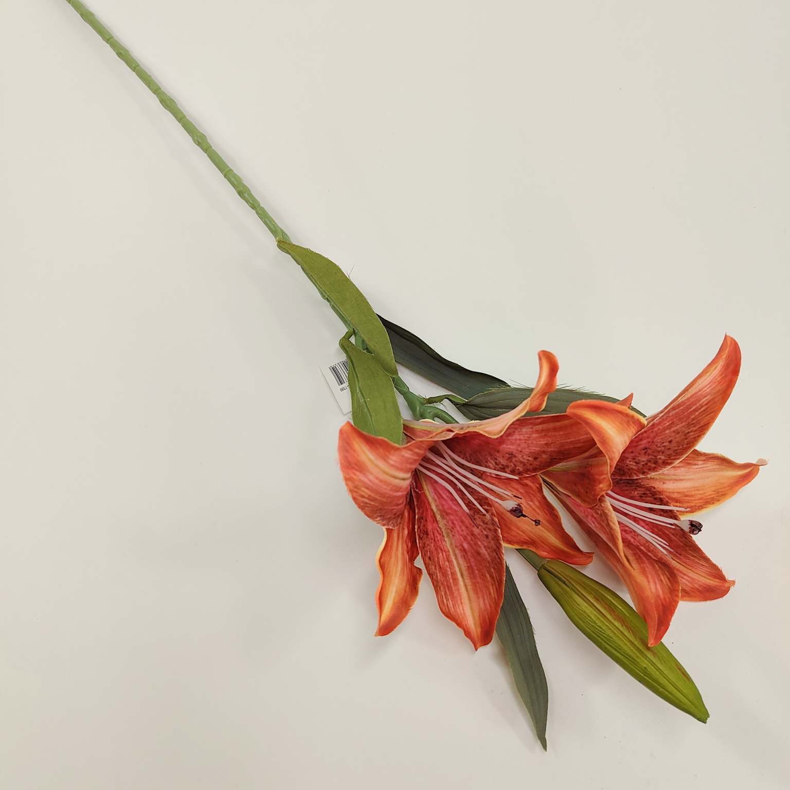 Lilia pojedyncza x2 ruda