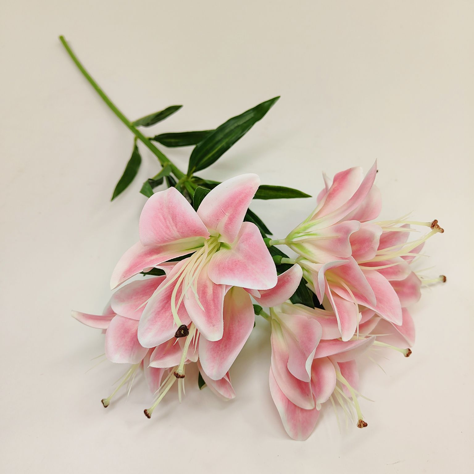 Lilia pojedyncza ciemny róż