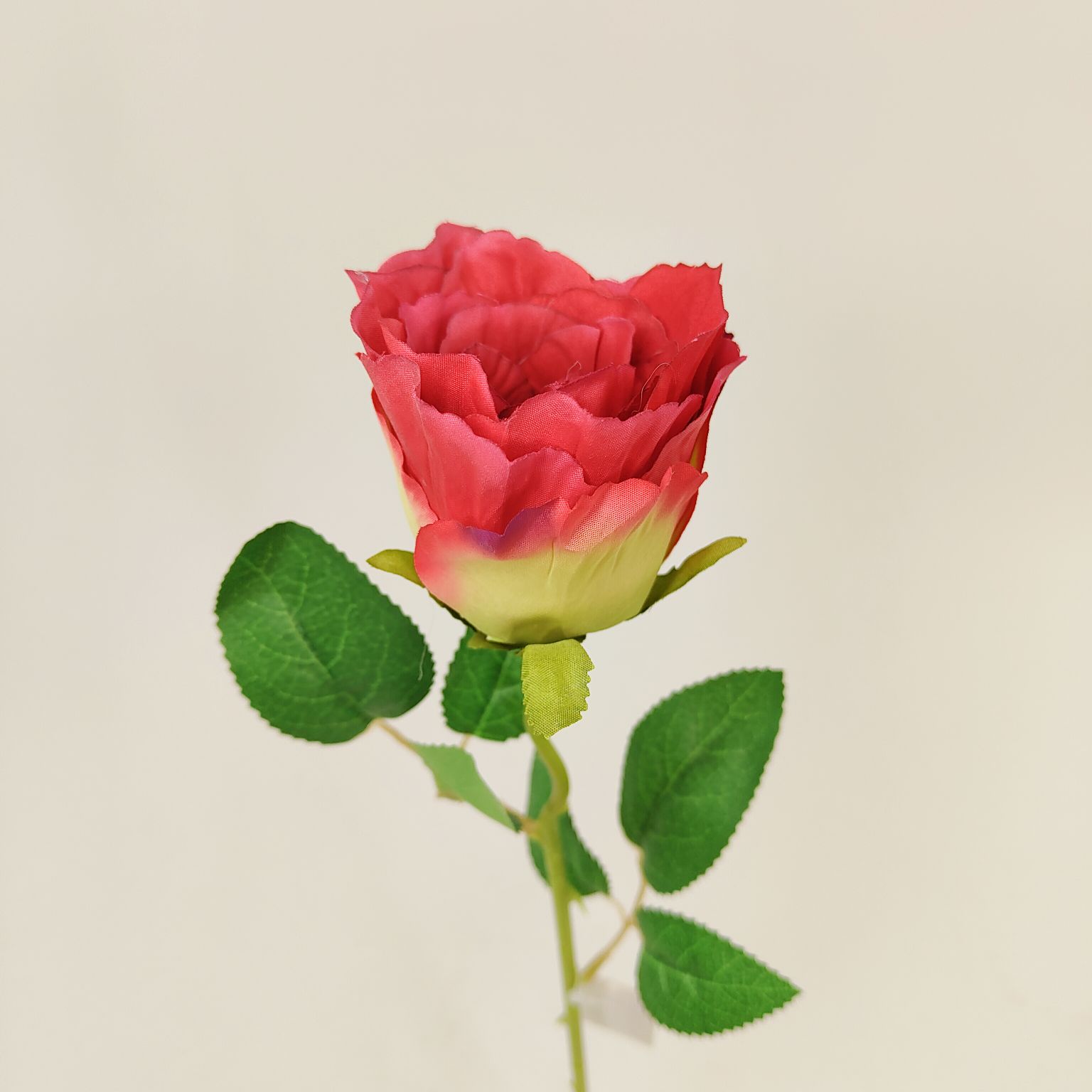 Róża pojedyncza czerwona cieniowana