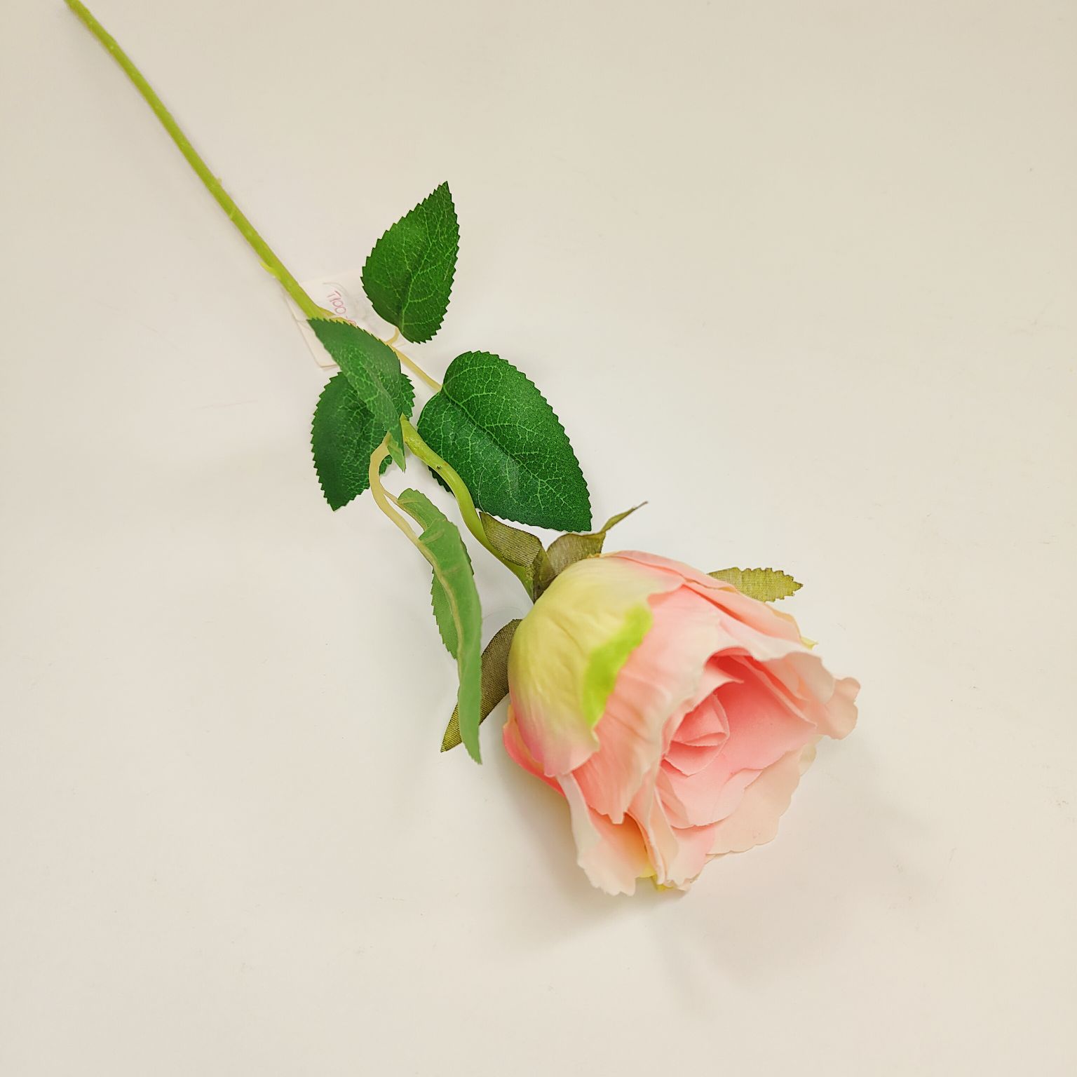 Róża pojedyncza jasny róż cieniowana