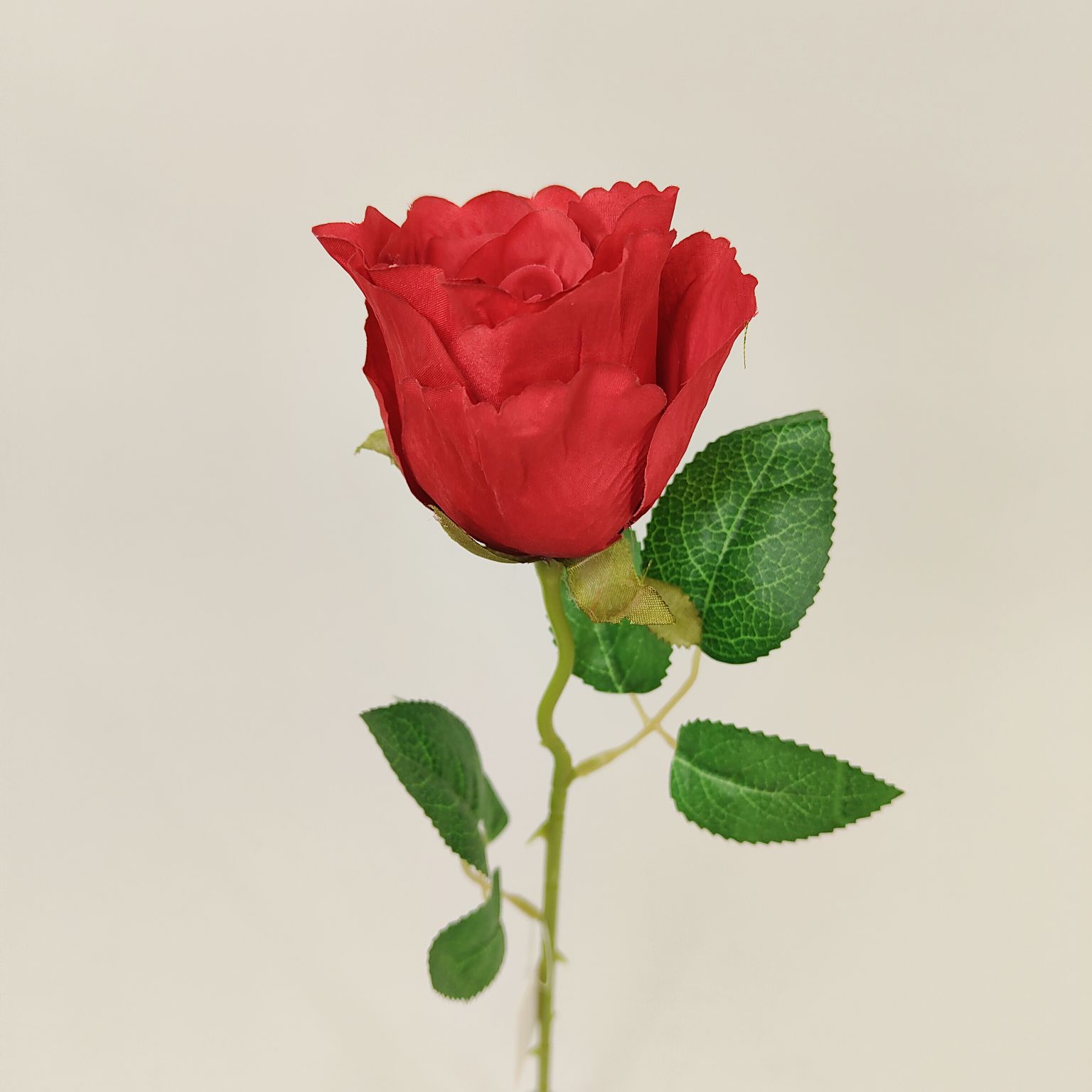 Róża pojedyncza czerwona