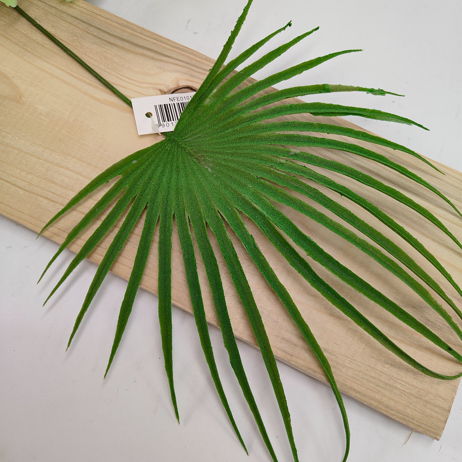 Liść palmy omszały