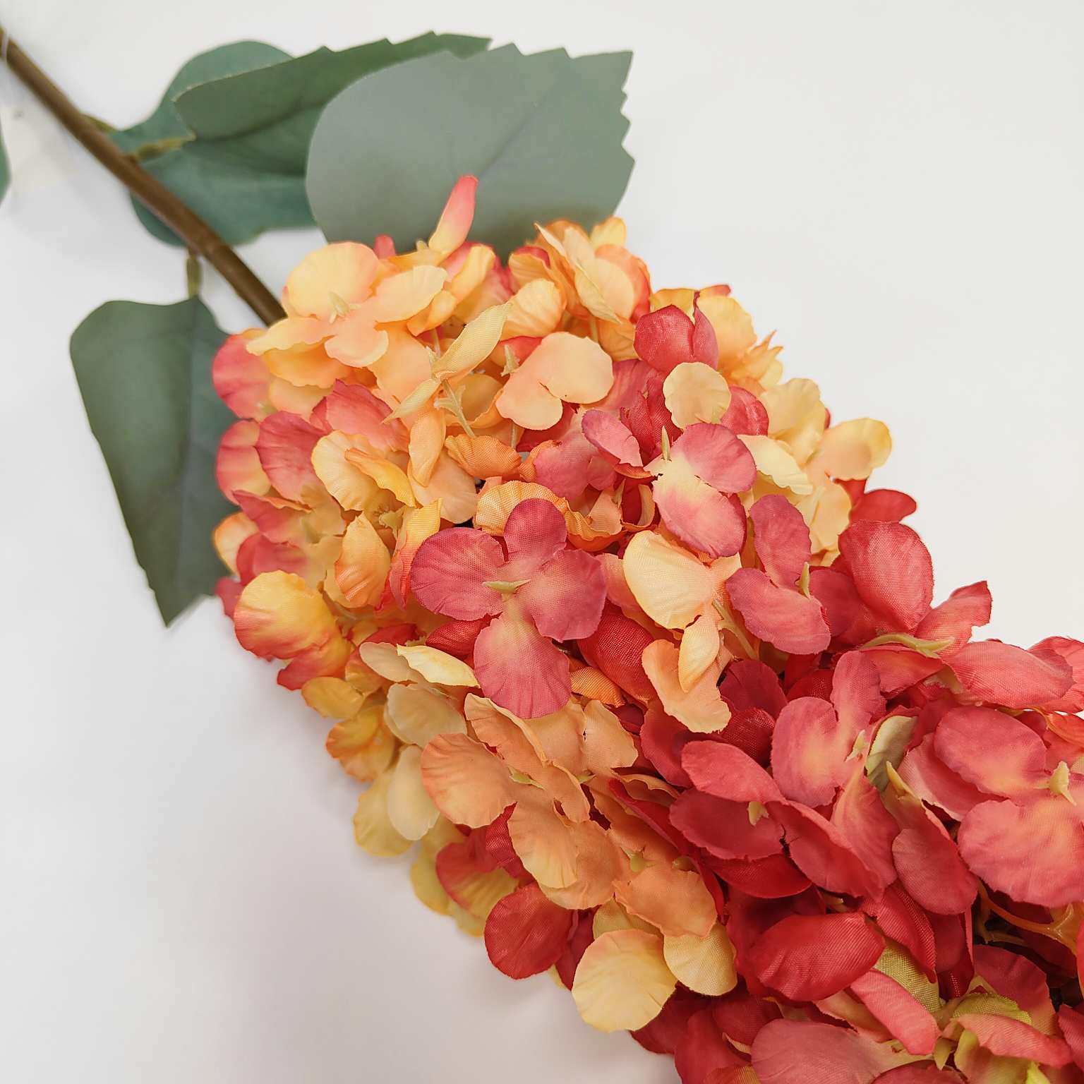 Ostróżka pojedyncza pomarańczowa