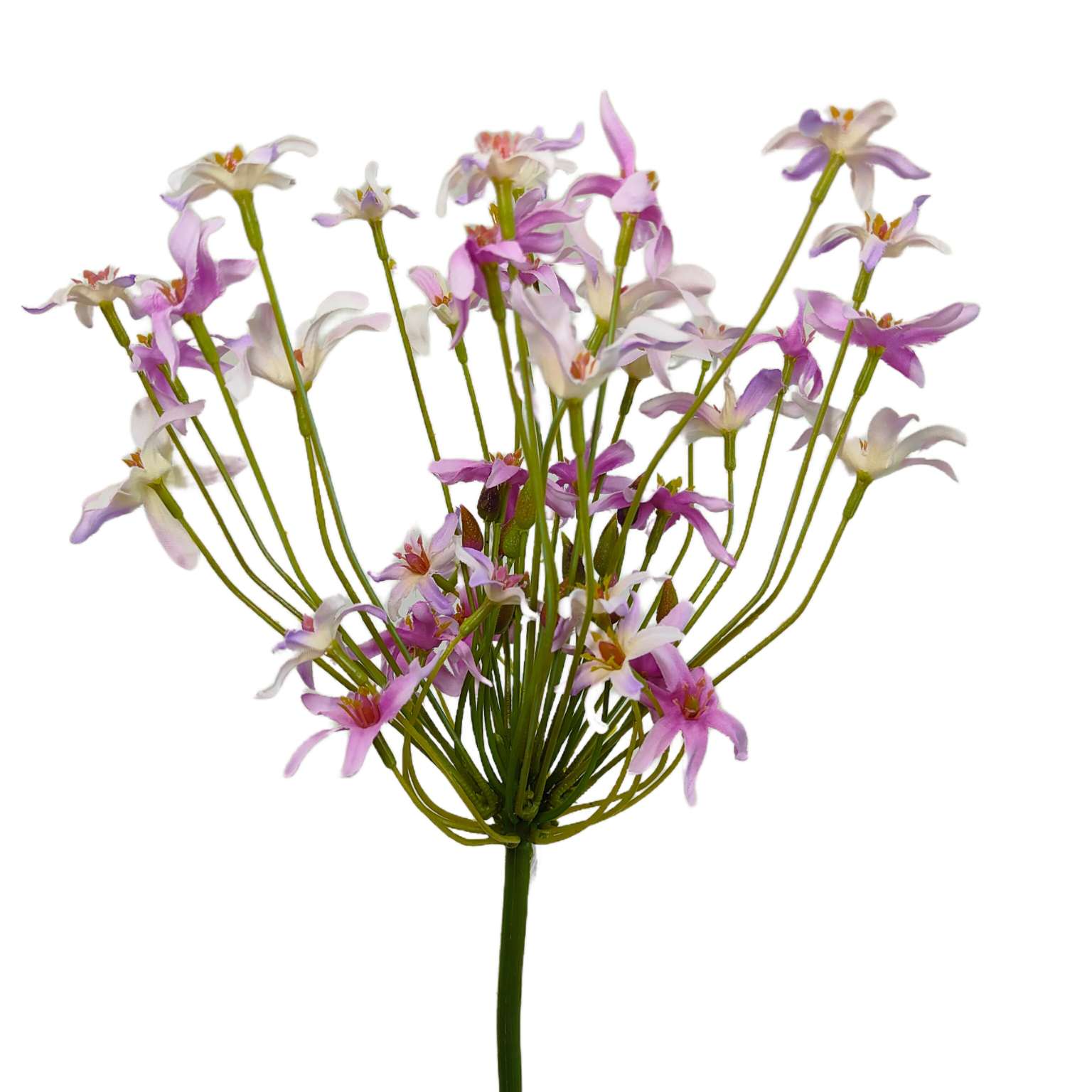 Agapantus pojedynczy kremowo fioletowy