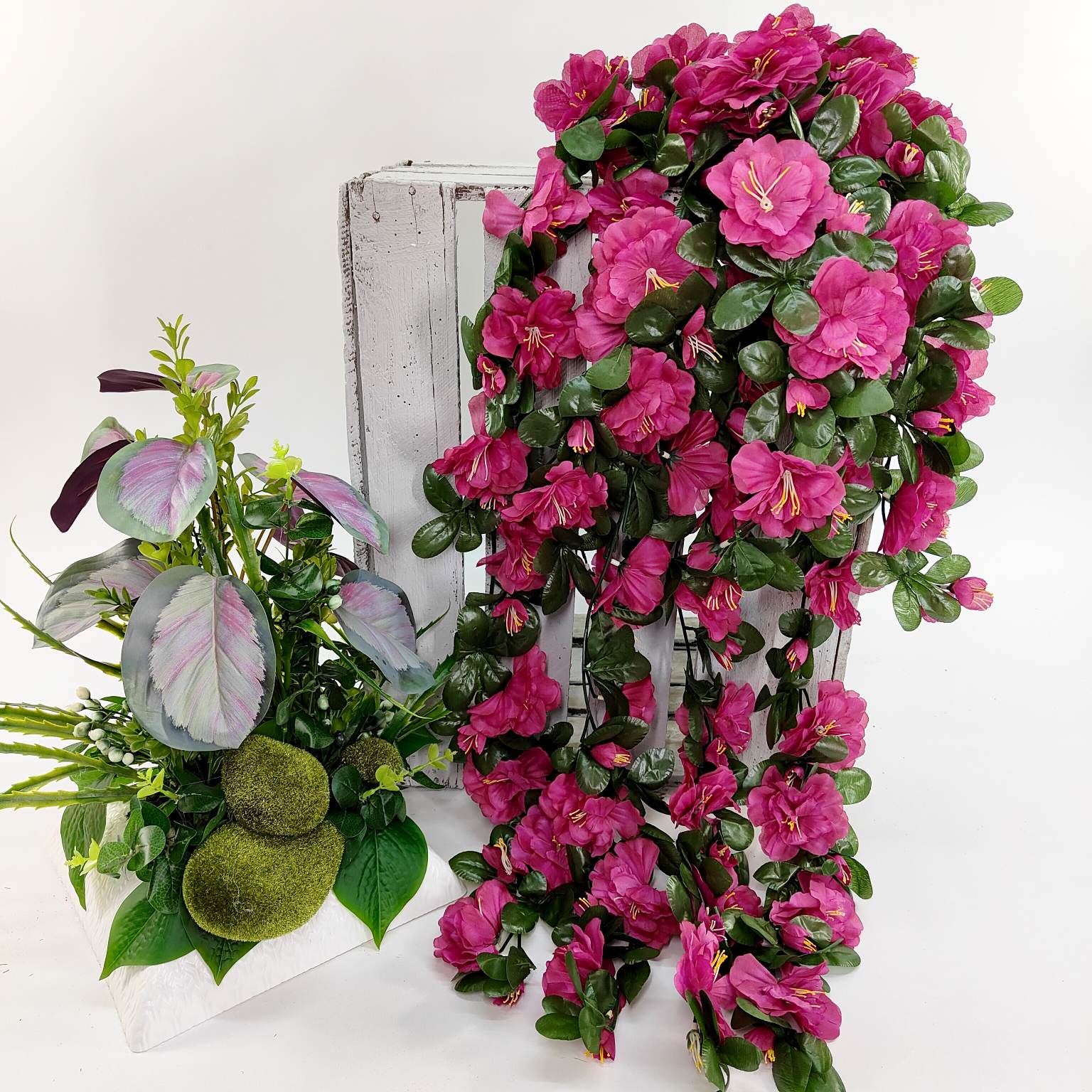 Azalia zwisająca biskupia